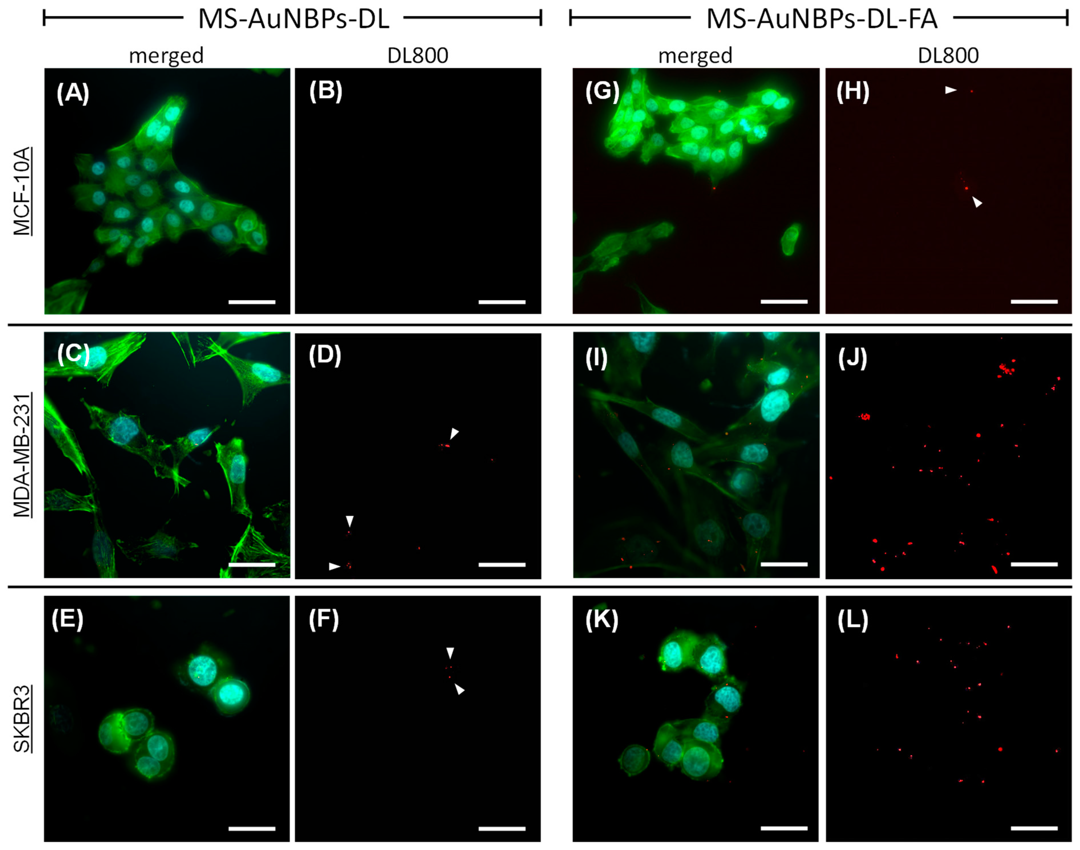 Cancers 15 03693 g004 Cancers 15 03693 g004