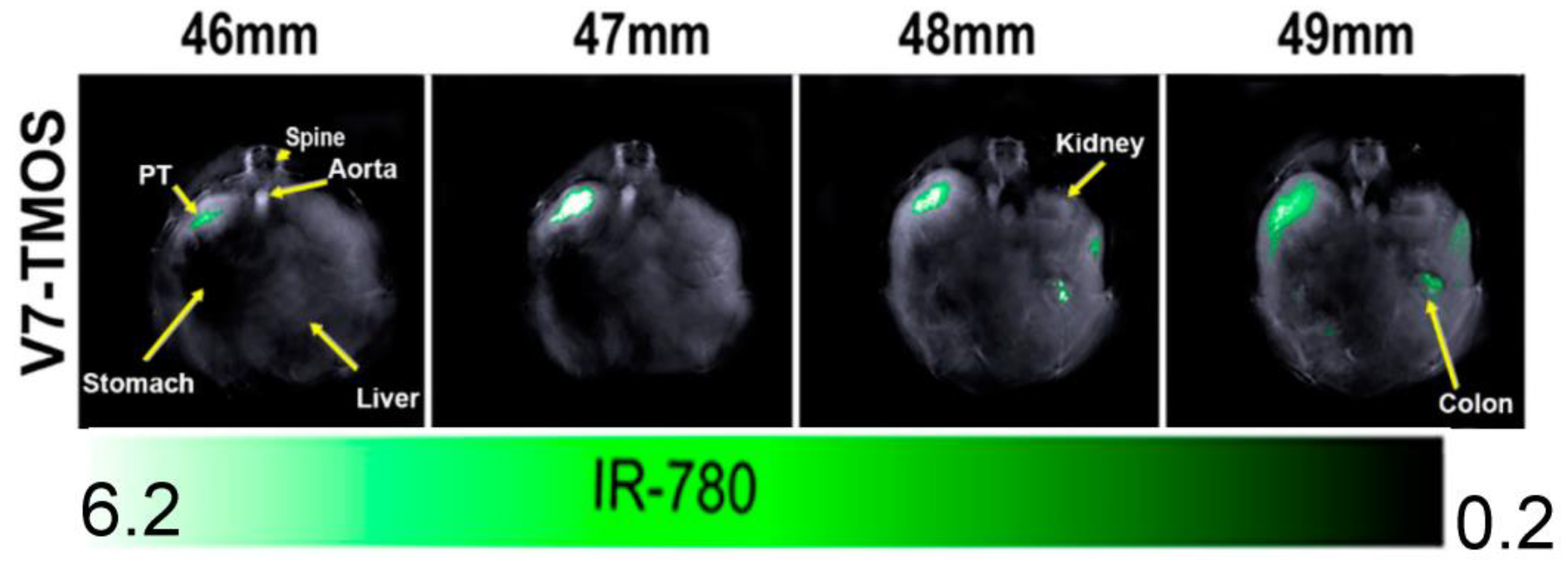 Cancers 15 03694 g005 Cancers 15 03694 g005