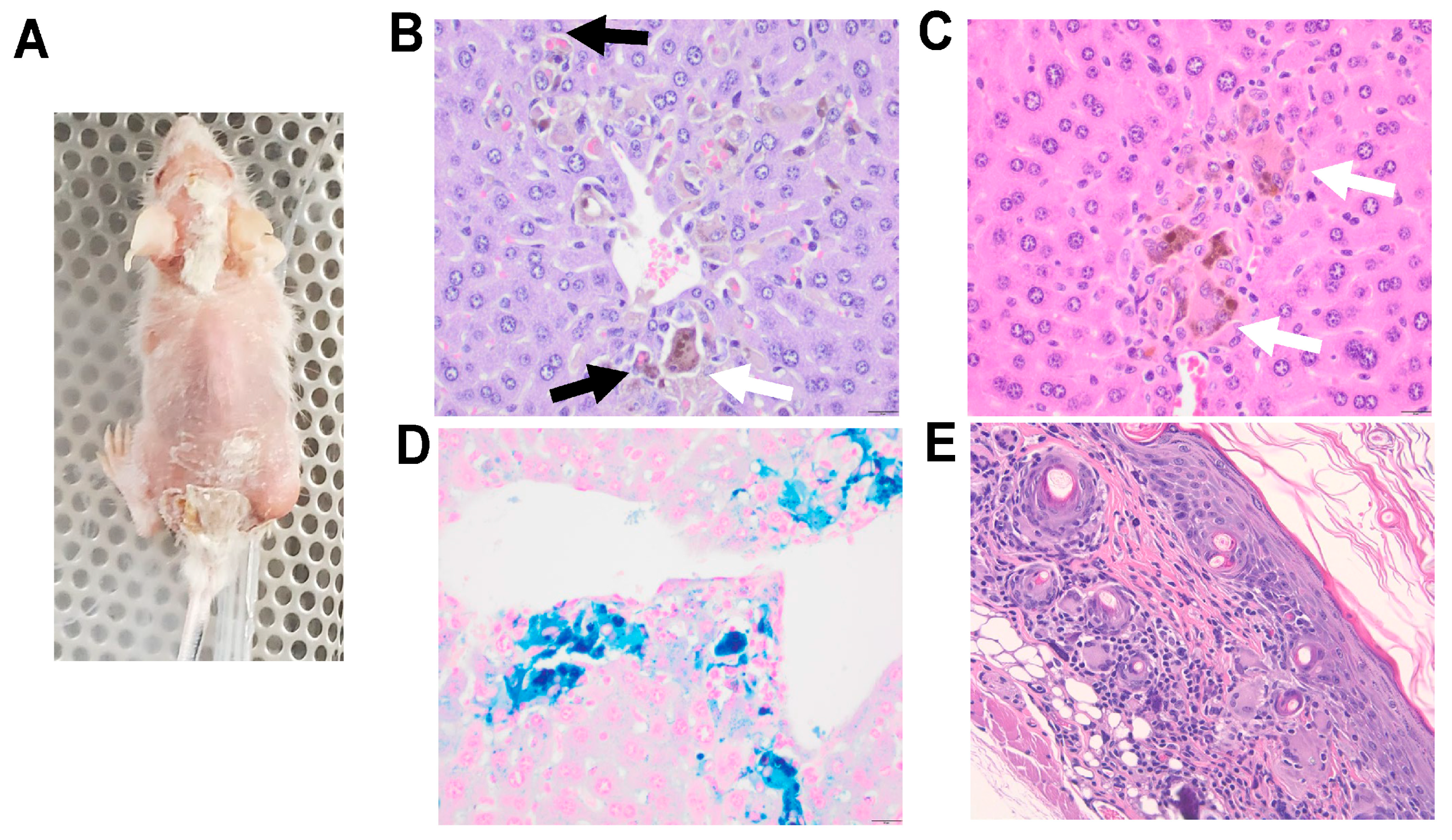 Cancers 15 03695 g006