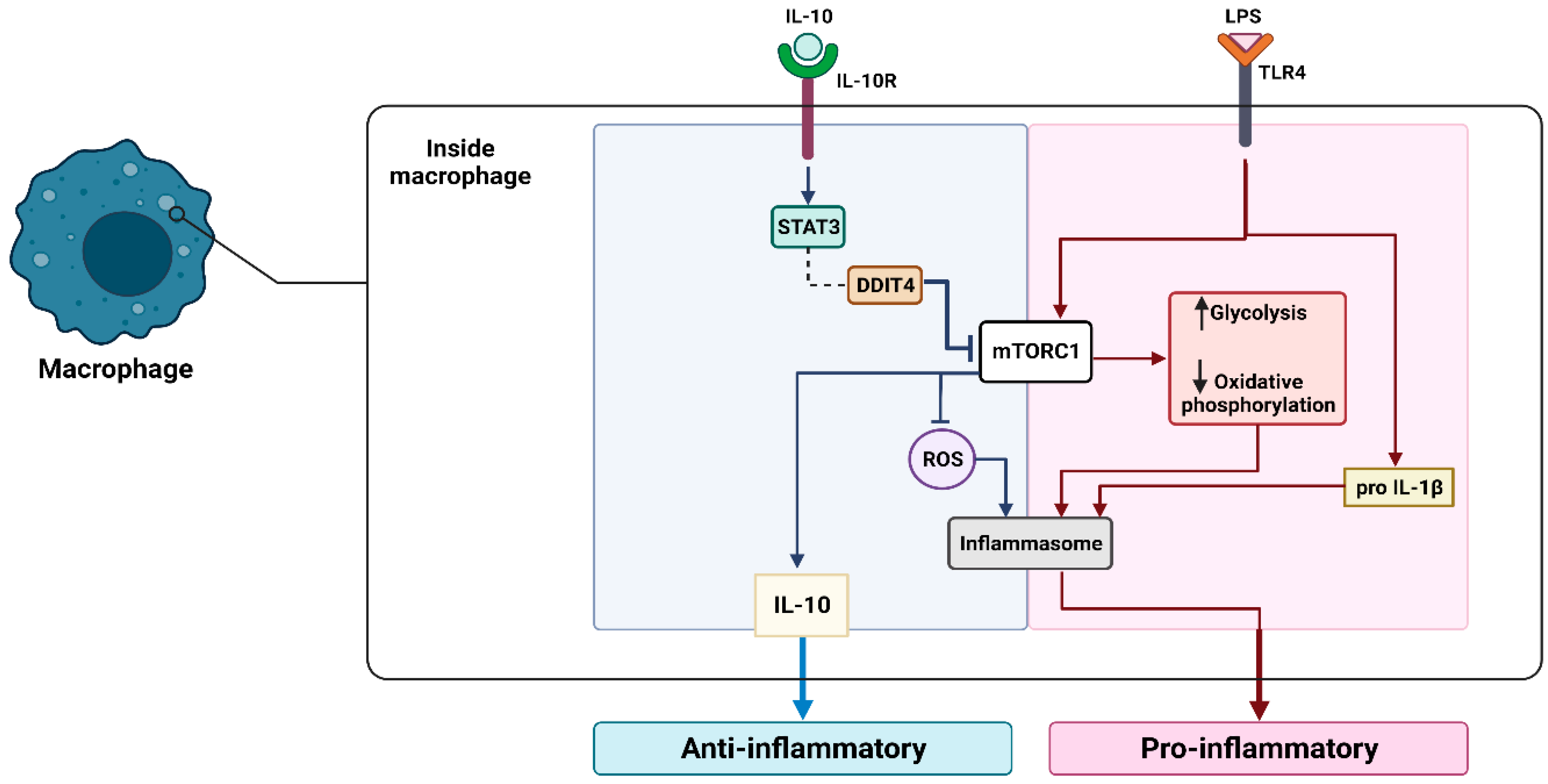 Cancers 15 03722 g001