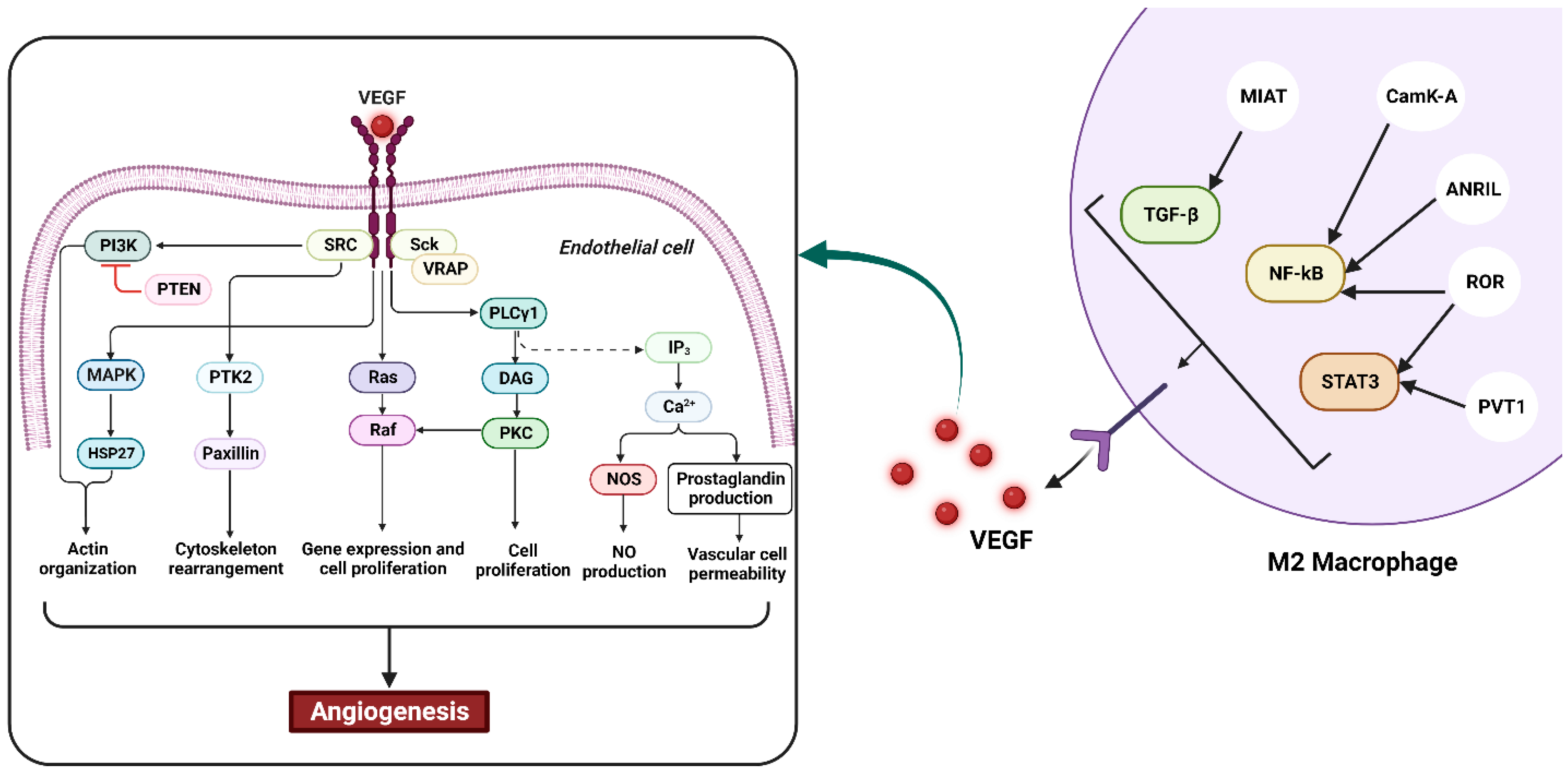 Cancers 15 03722 g002