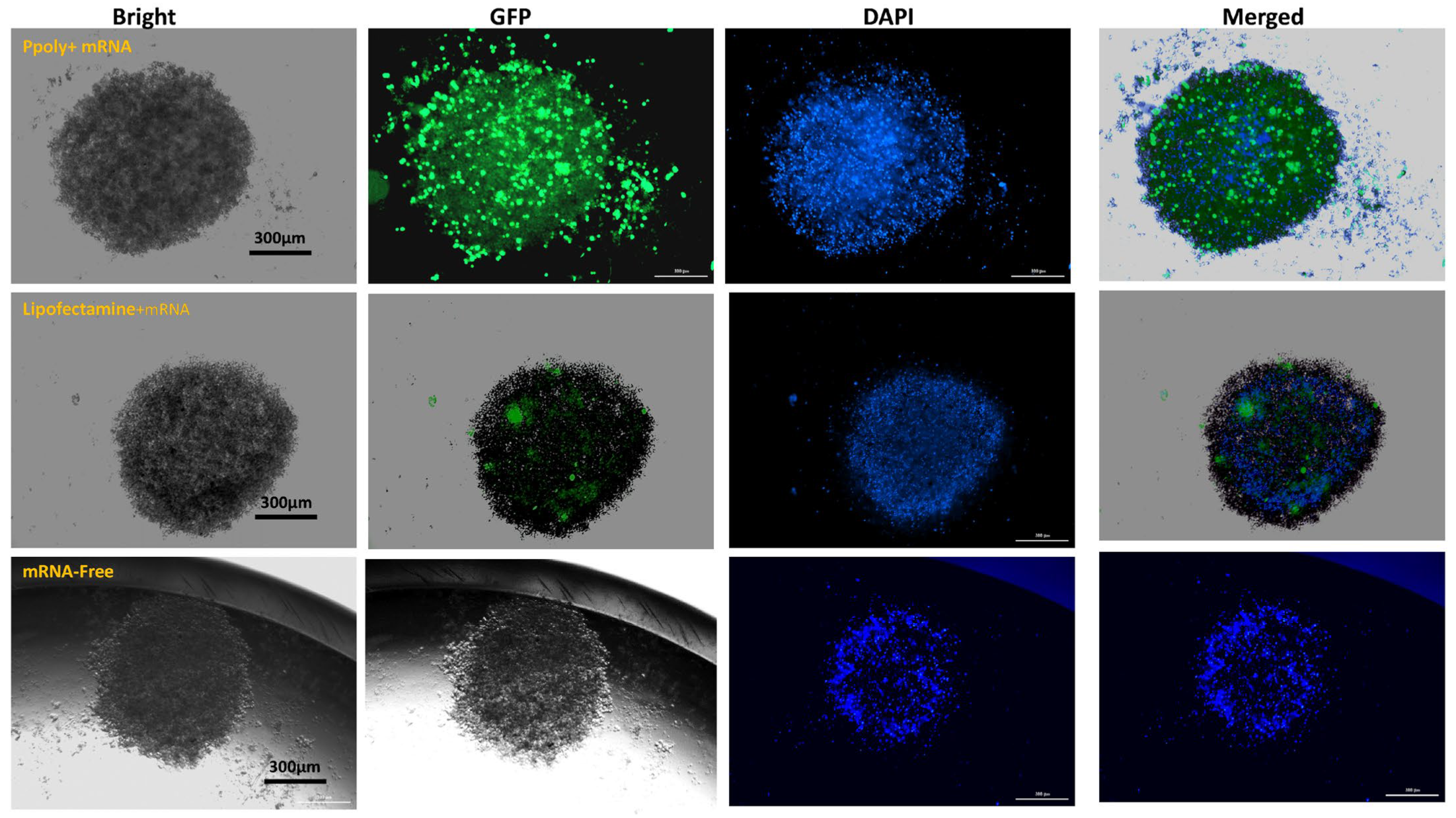 Cancers 15 03748 g004