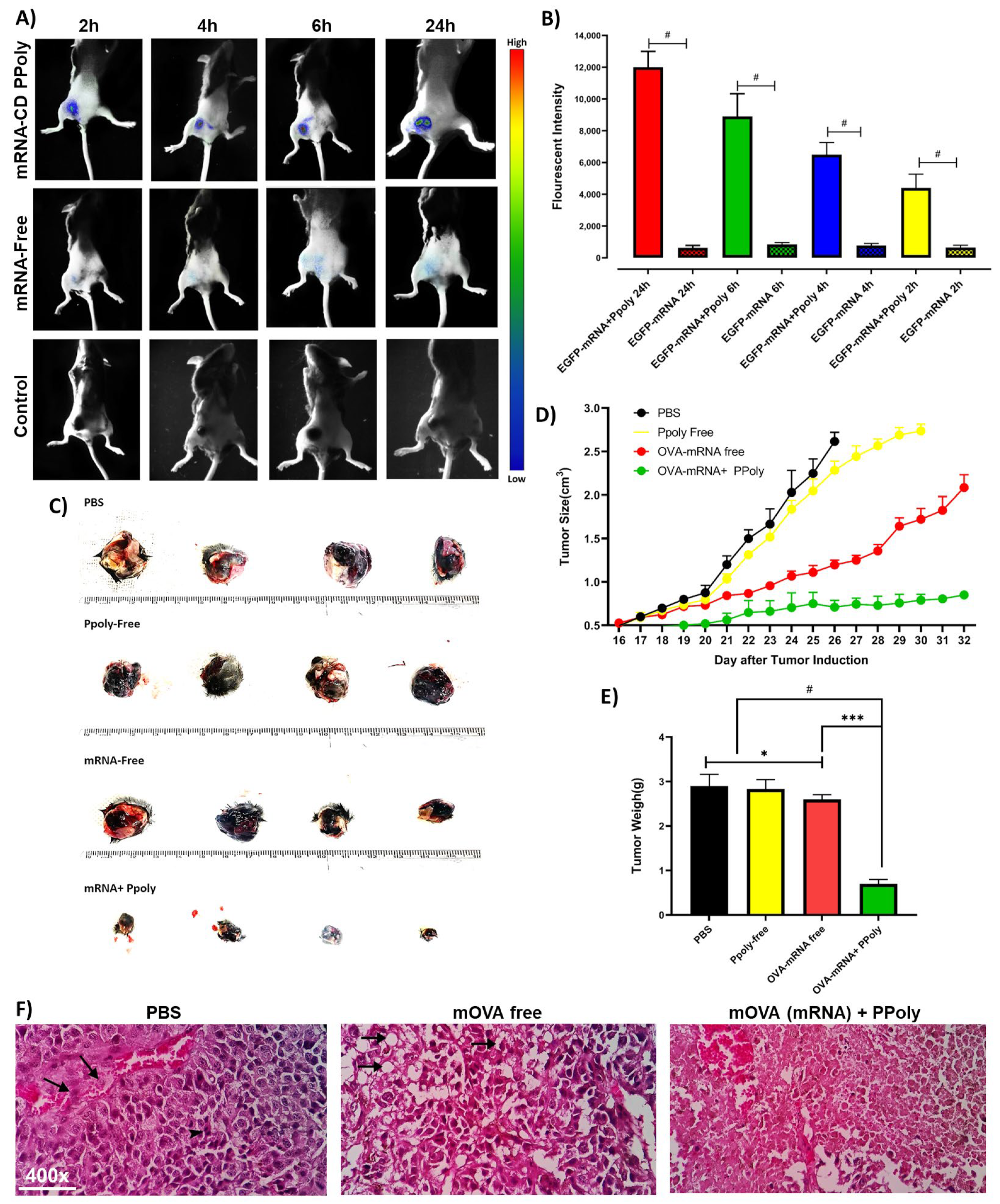 Cancers 15 03748 g005