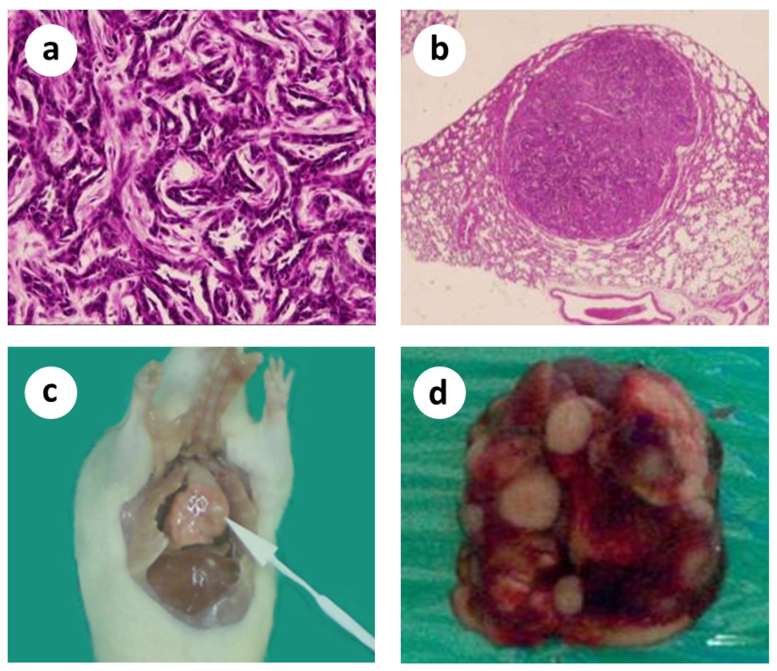 Cancers 15 03758 g001 Cancers 15 03758 g001