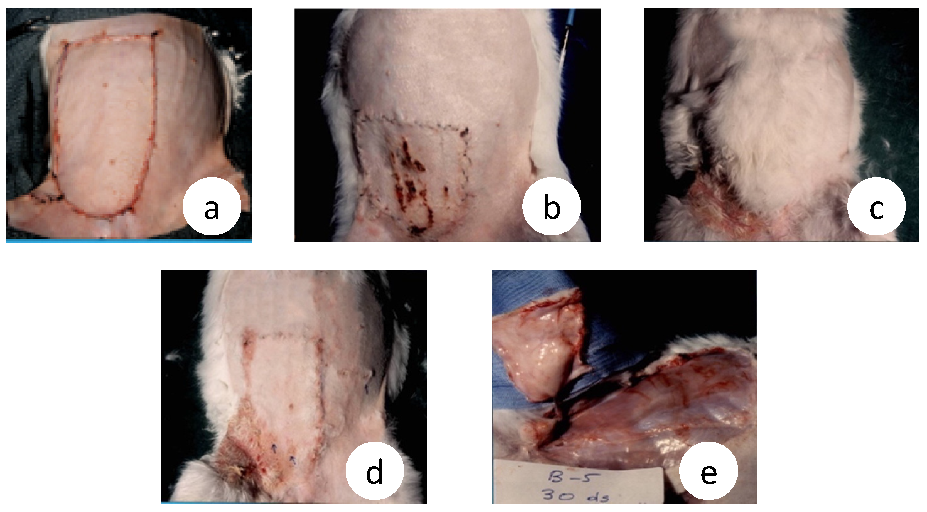Cancers 15 03758 g004 Cancers 15 03758 g004