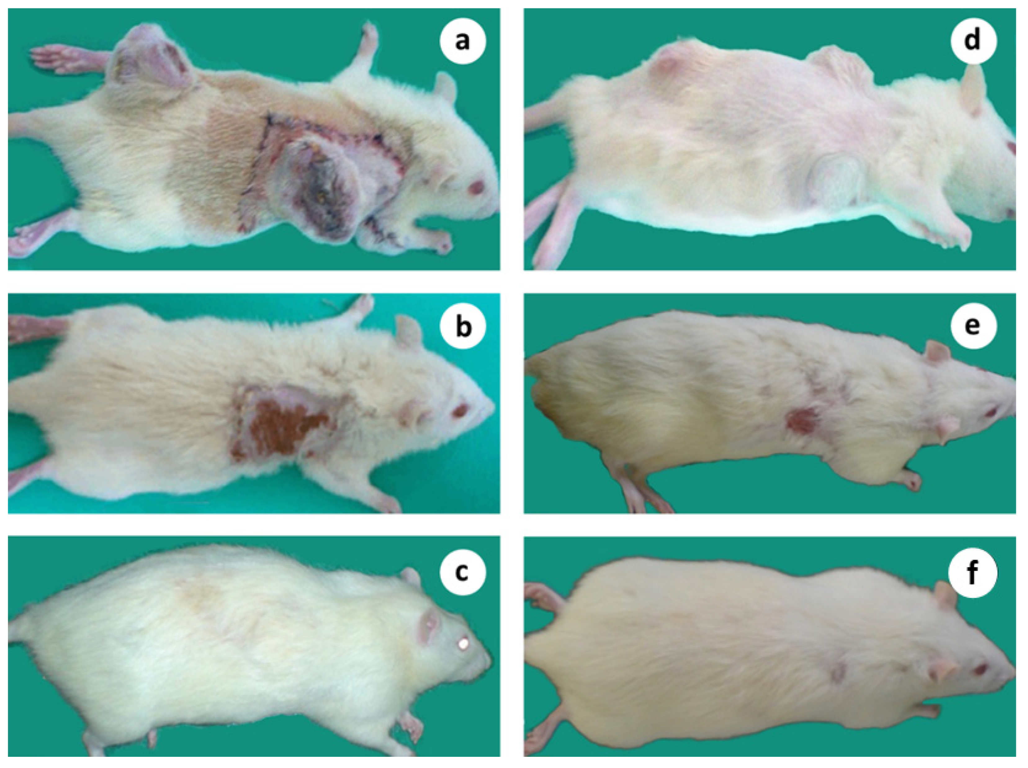 Cancers 15 03758 g012 Cancers 15 03758 g012