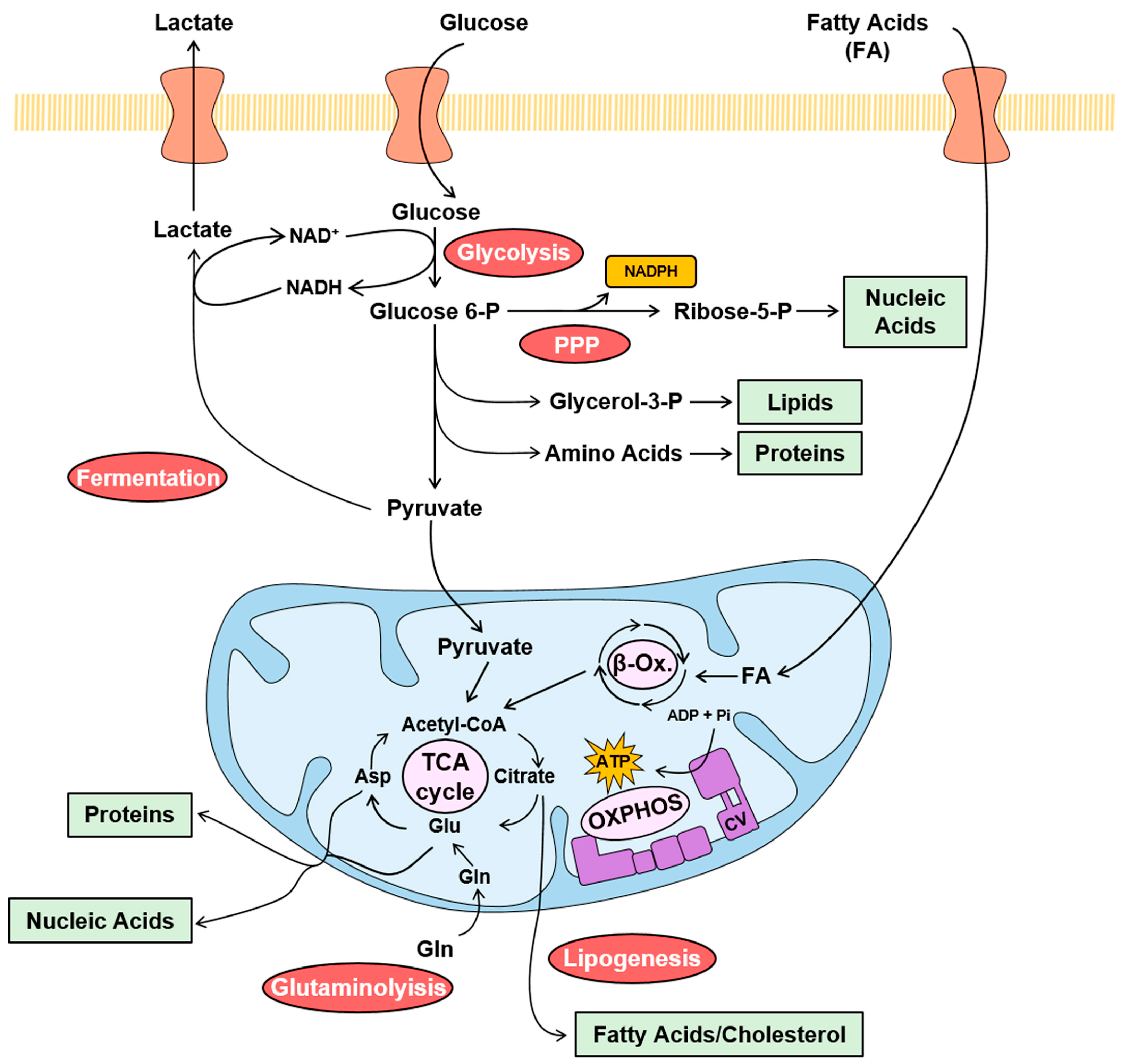 The Mitochondrial ATP Synthase/IF1 Axis in Cancer Progression