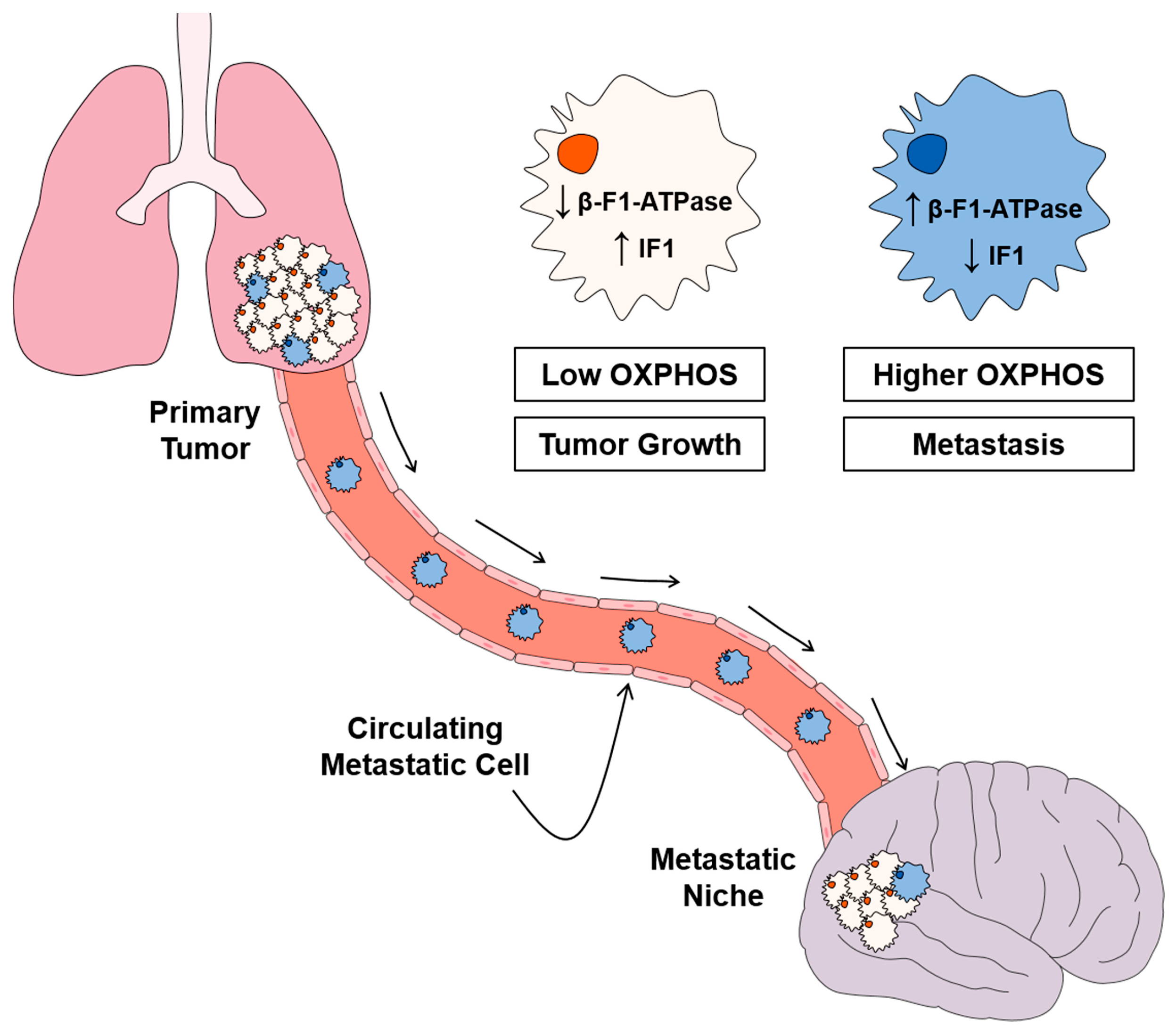 The Mitochondrial ATP Synthase/IF1 Axis in Cancer Progression