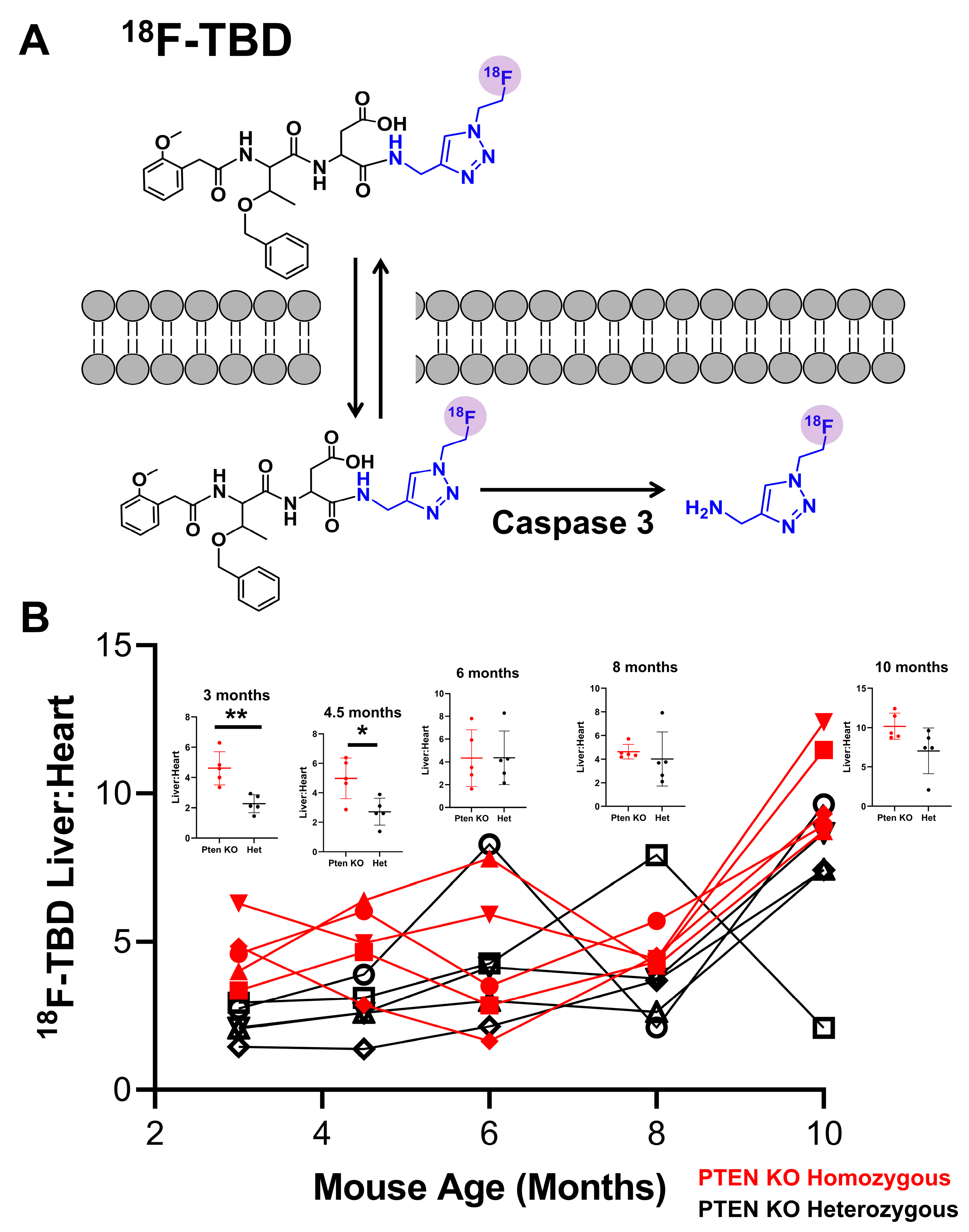 Cancers 15 03787 g002 Cancers 15 03787 g002