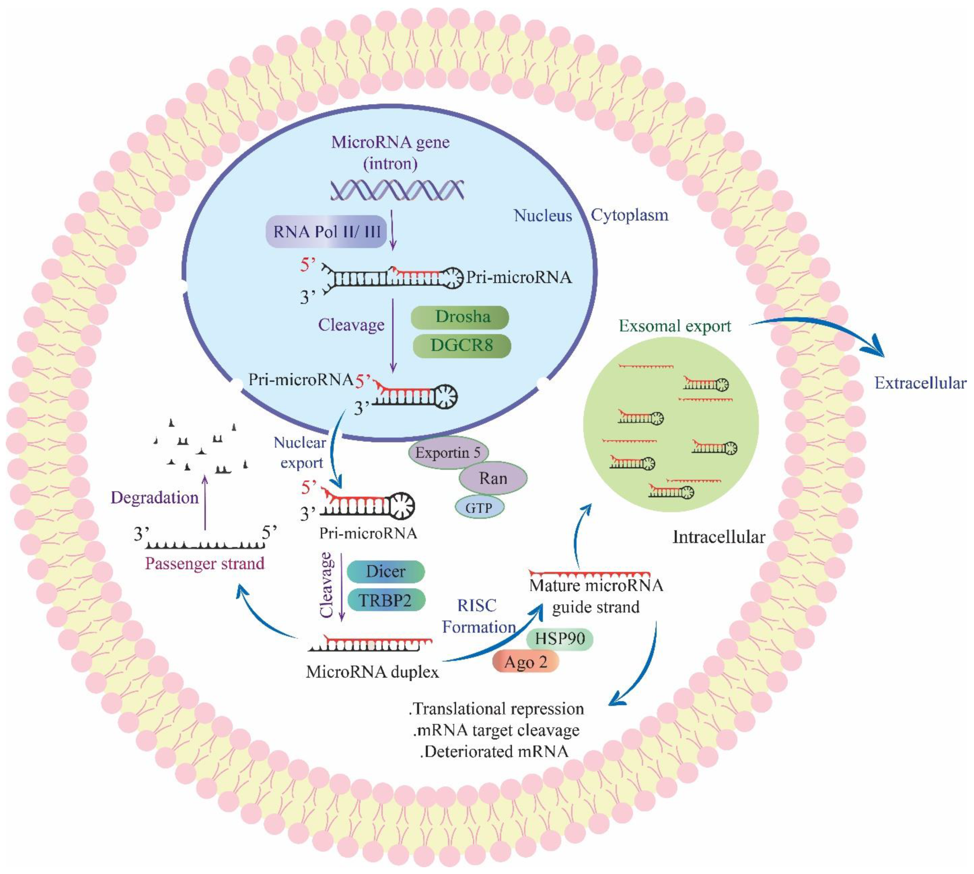 Cancers 15 03804 g001 Cancers 15 03804 g001