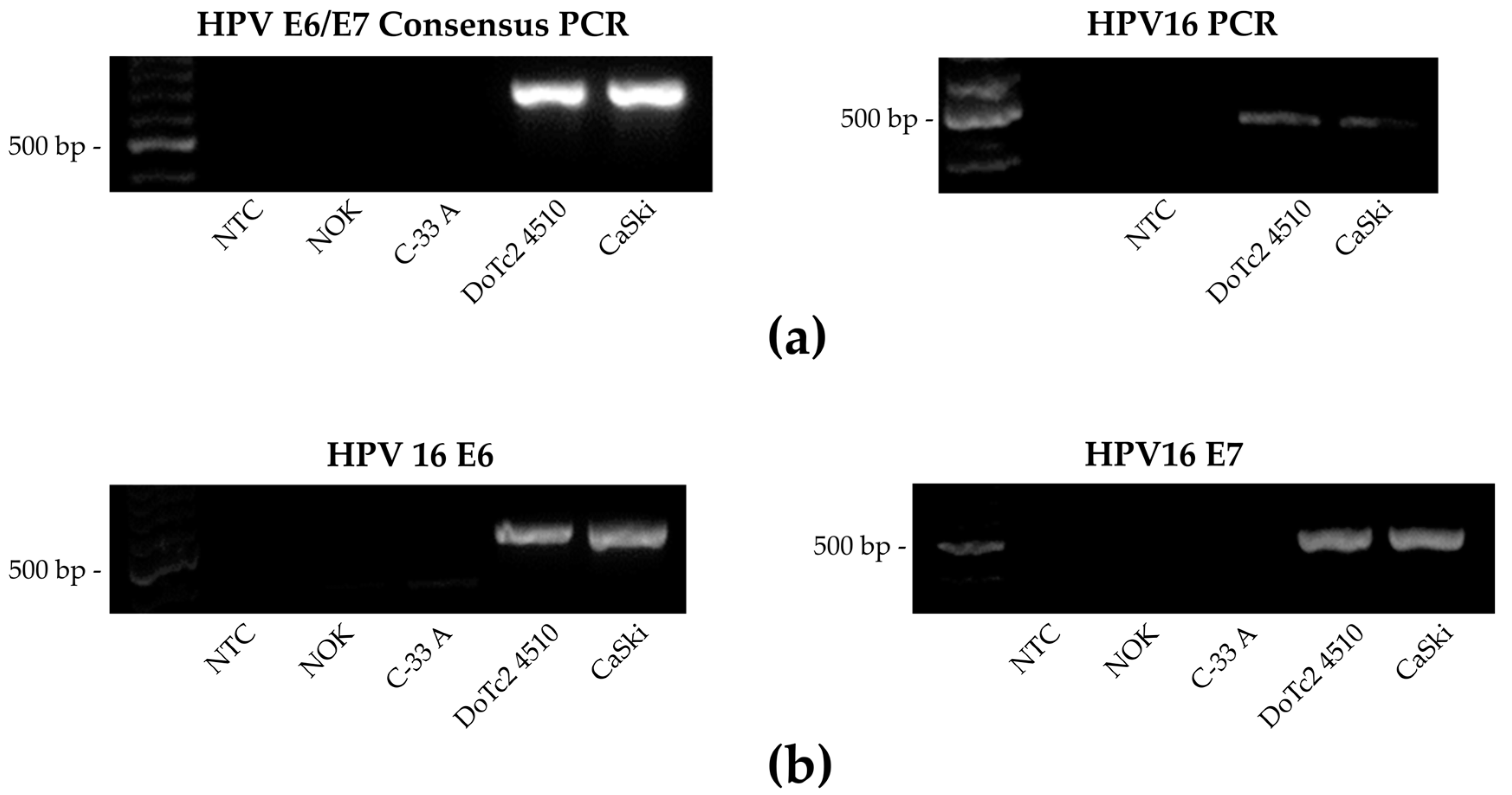 Cancers Free FullText Characterization of DoTc2 4510—Identifying