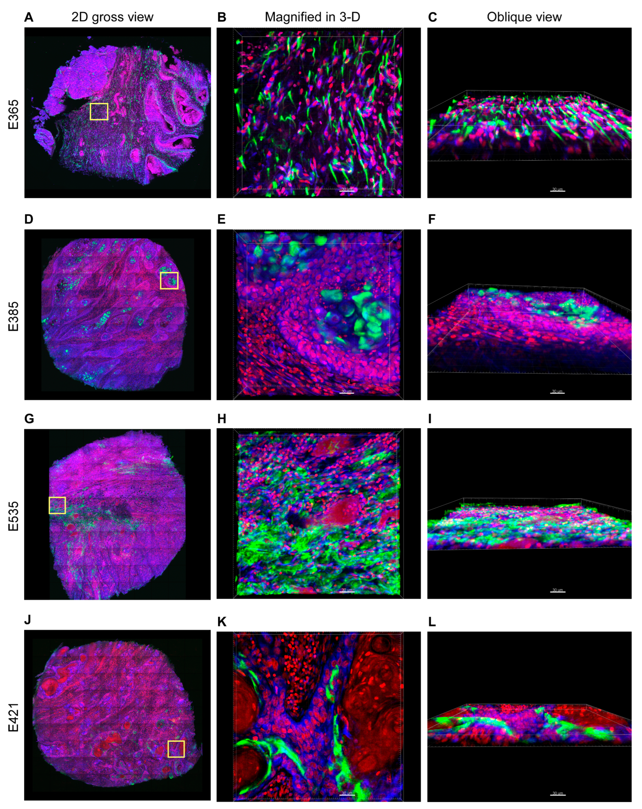 Cancers 15 03825 g002