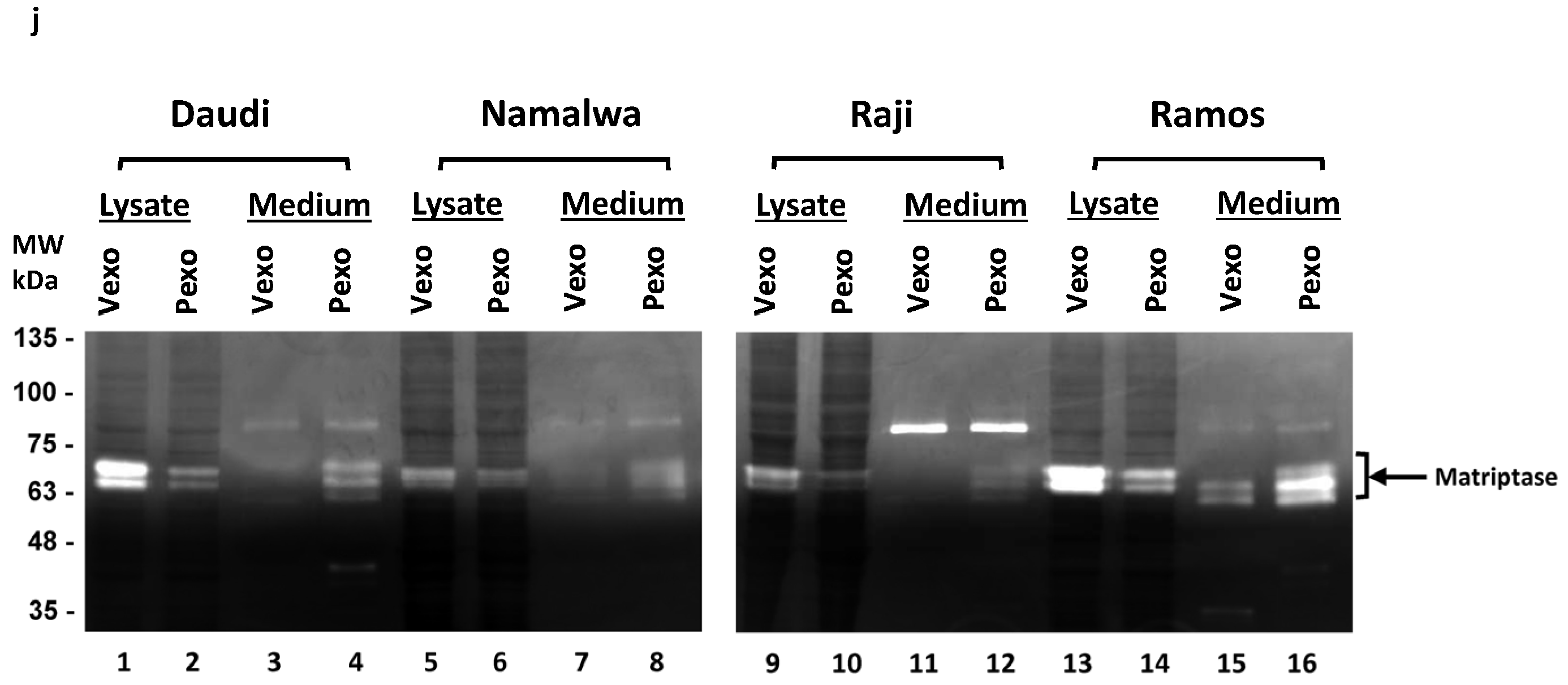 Cancers 15 03848 g006c