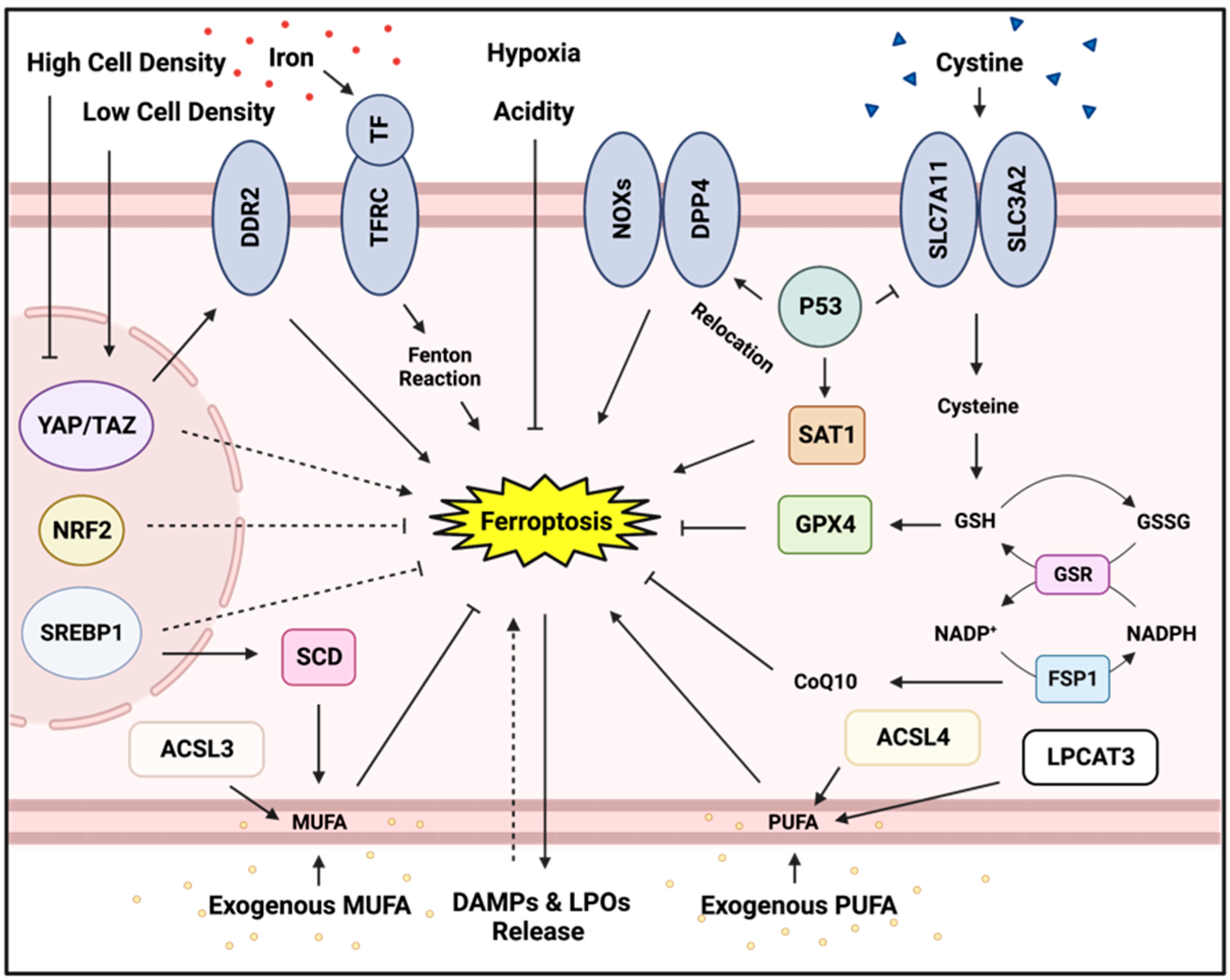 Cancers 15 03861 g001