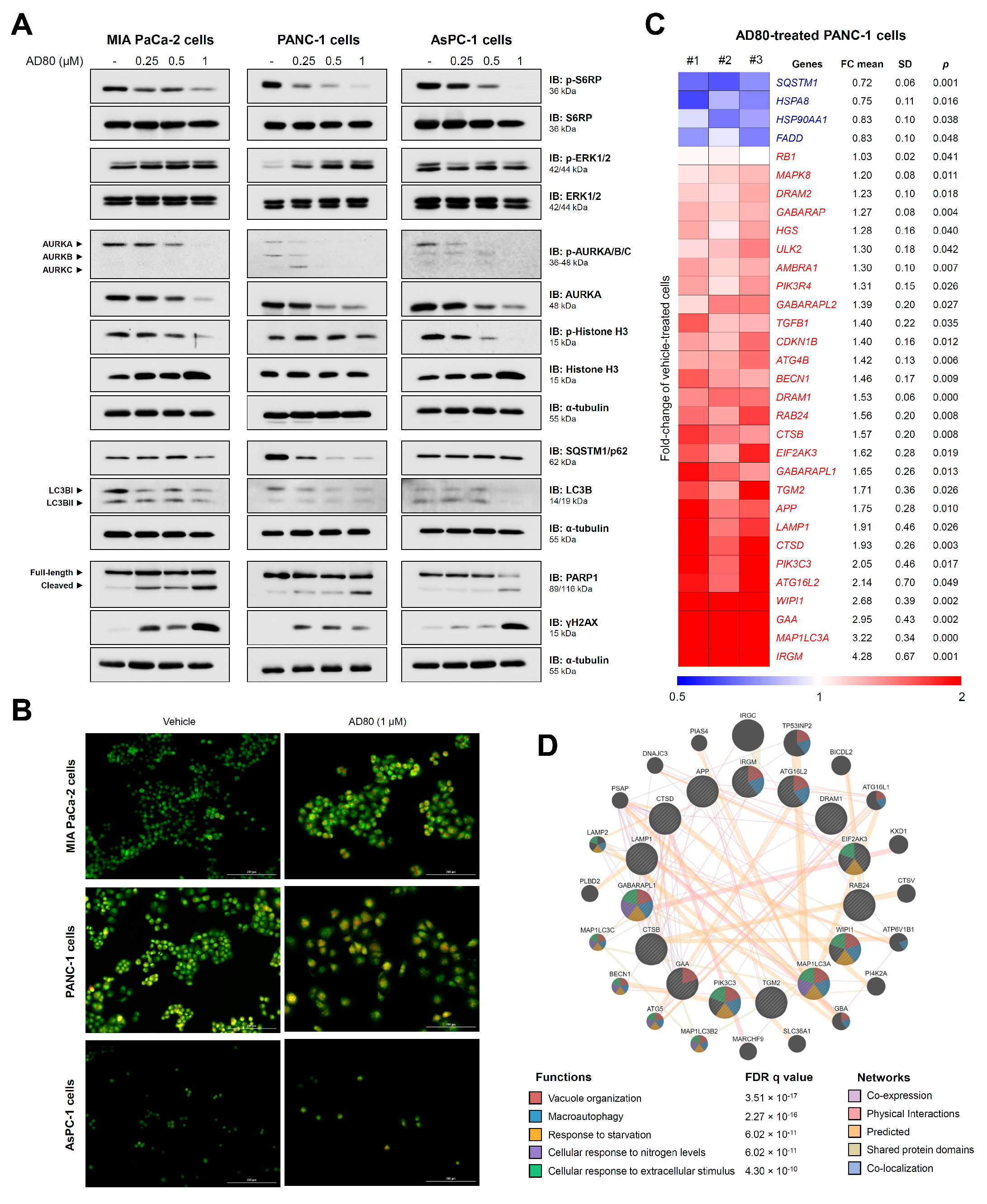 Cancers 15 03866 g003