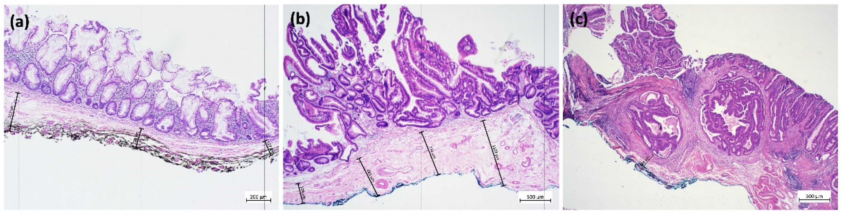 Cancers 15 03875 g002