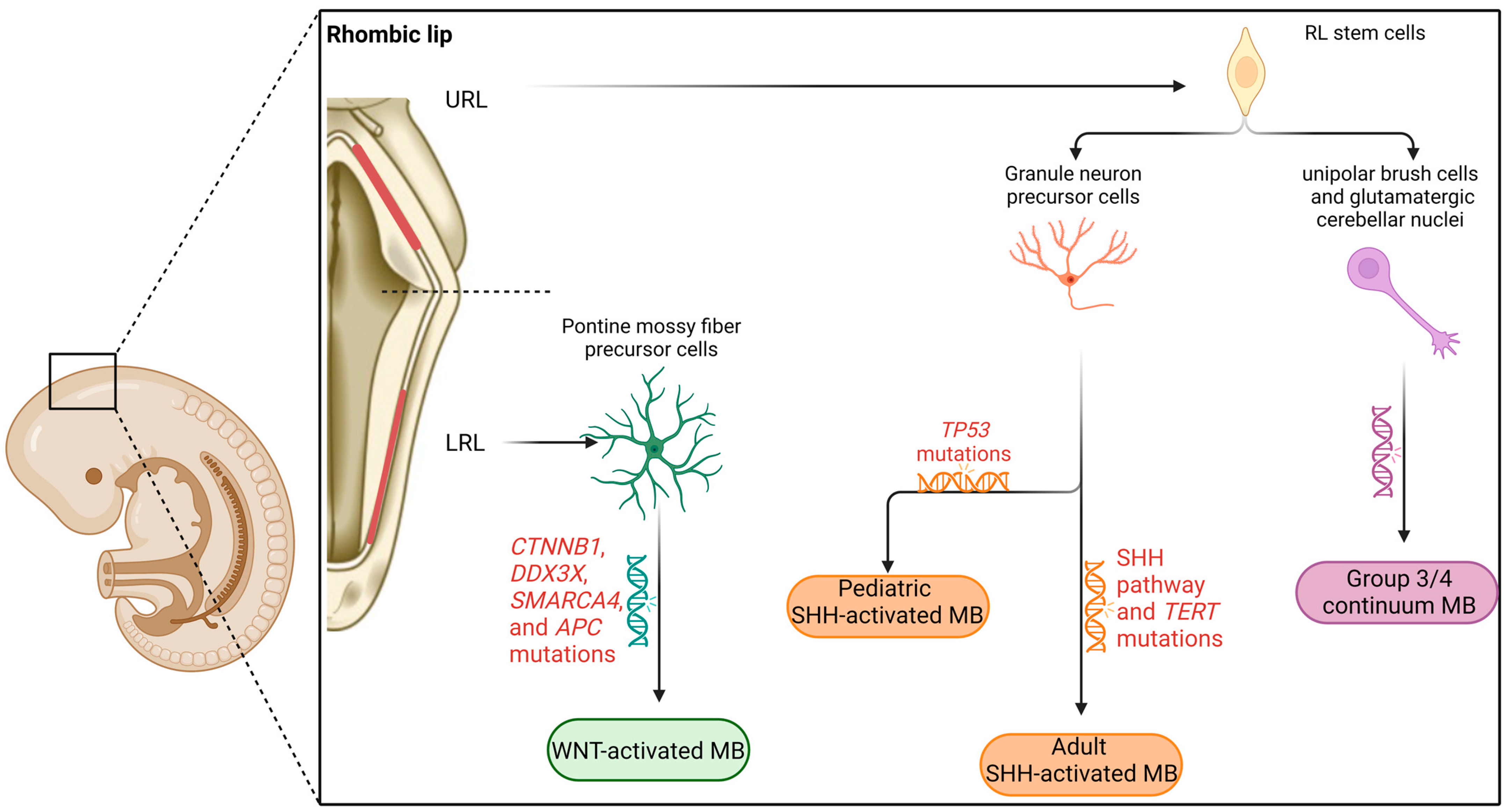 Cancers 15 03889 g001