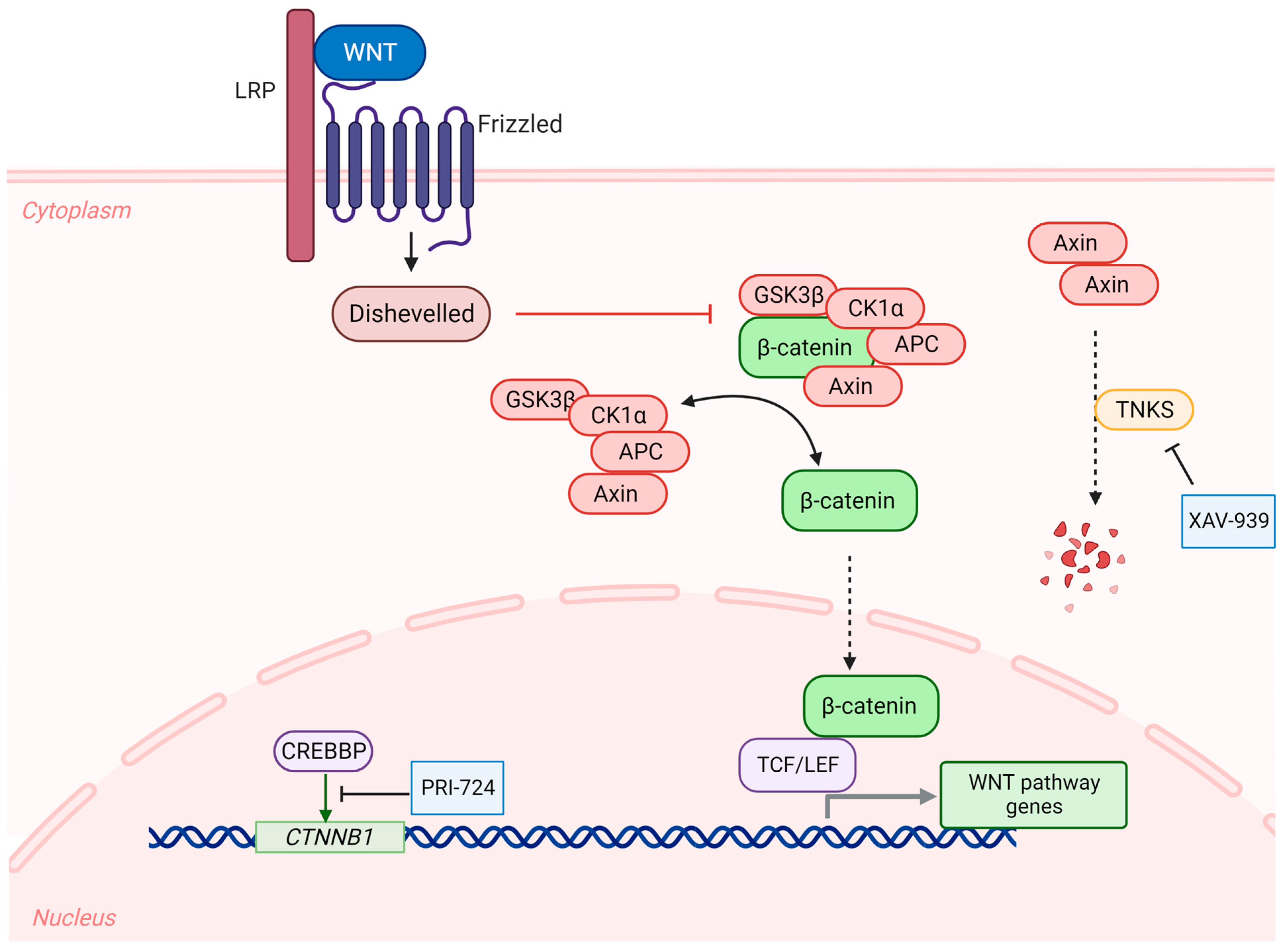 Cancers 15 03889 g002