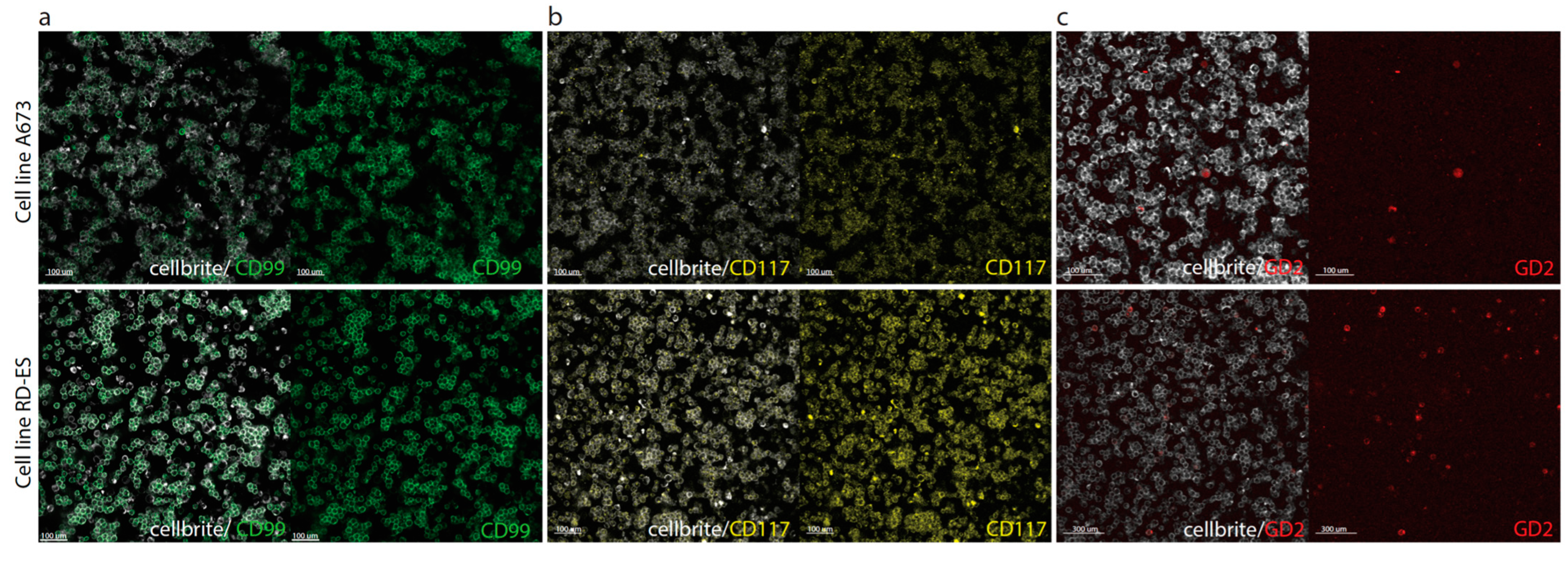 Cancers 15 03896 g004