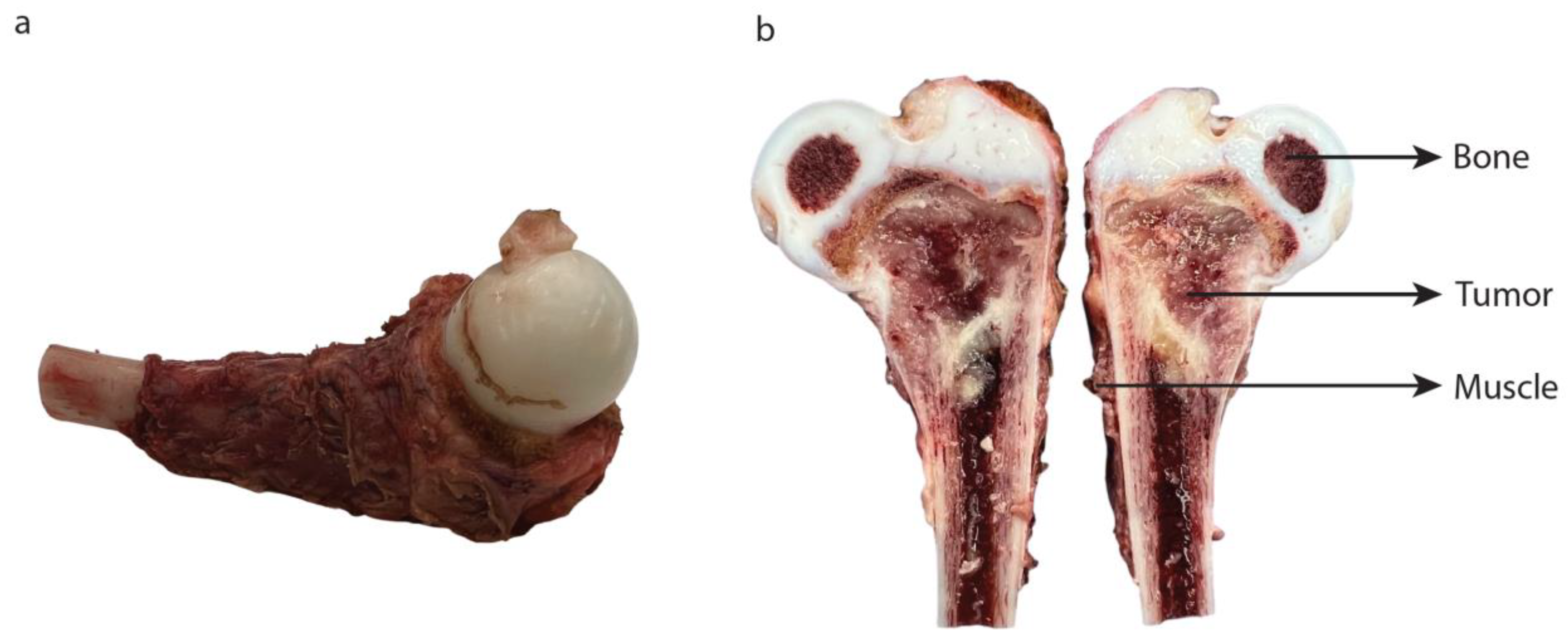 Cancers 15 03896 g005