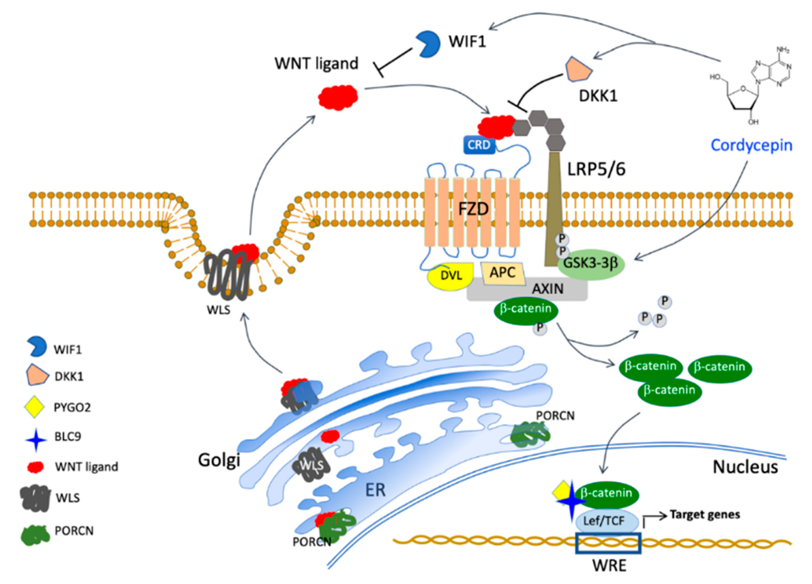 Cancers 15 03931 g006