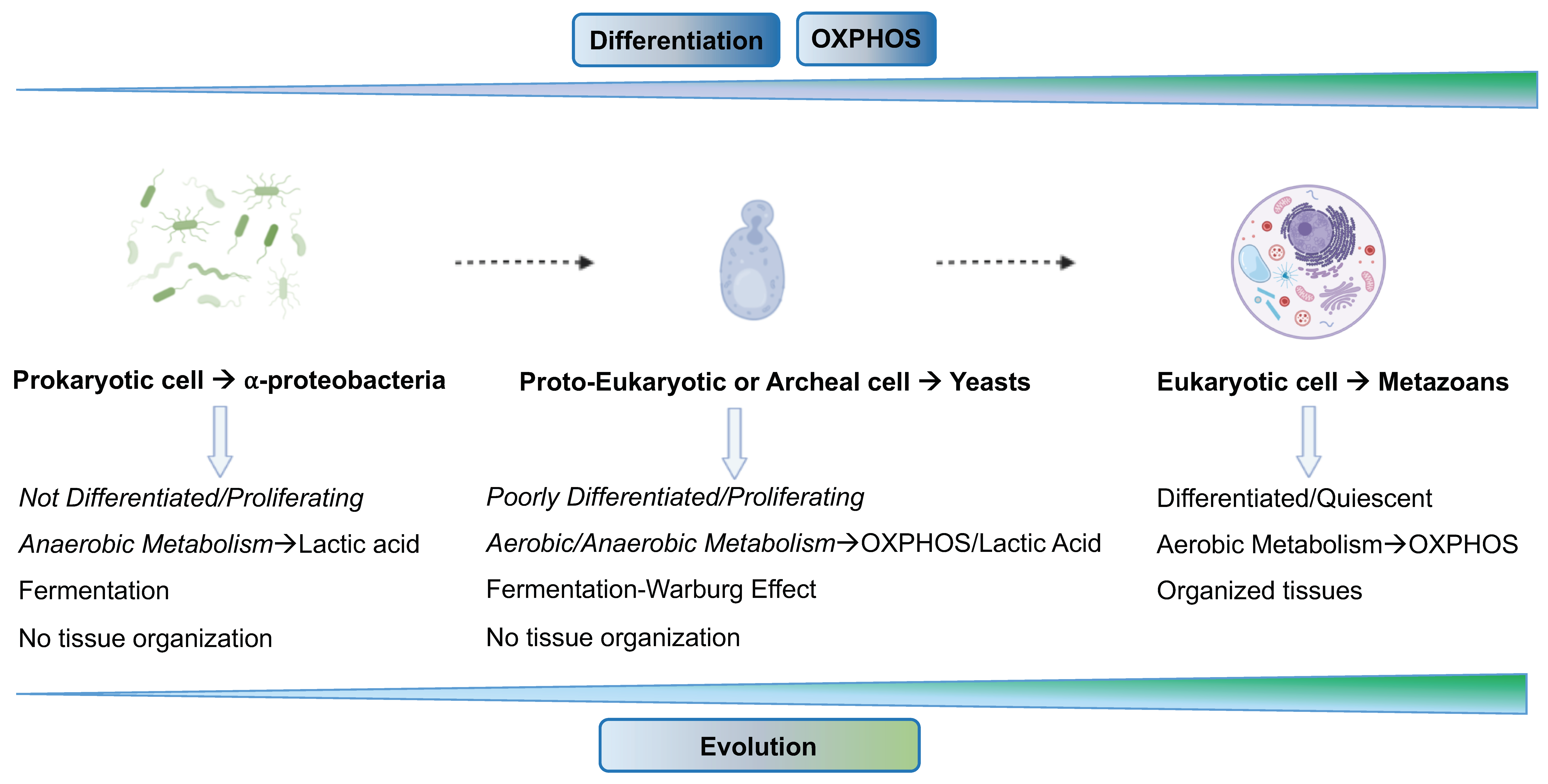 Cancers 15 03942 g001 Cancers 15 03942 g001