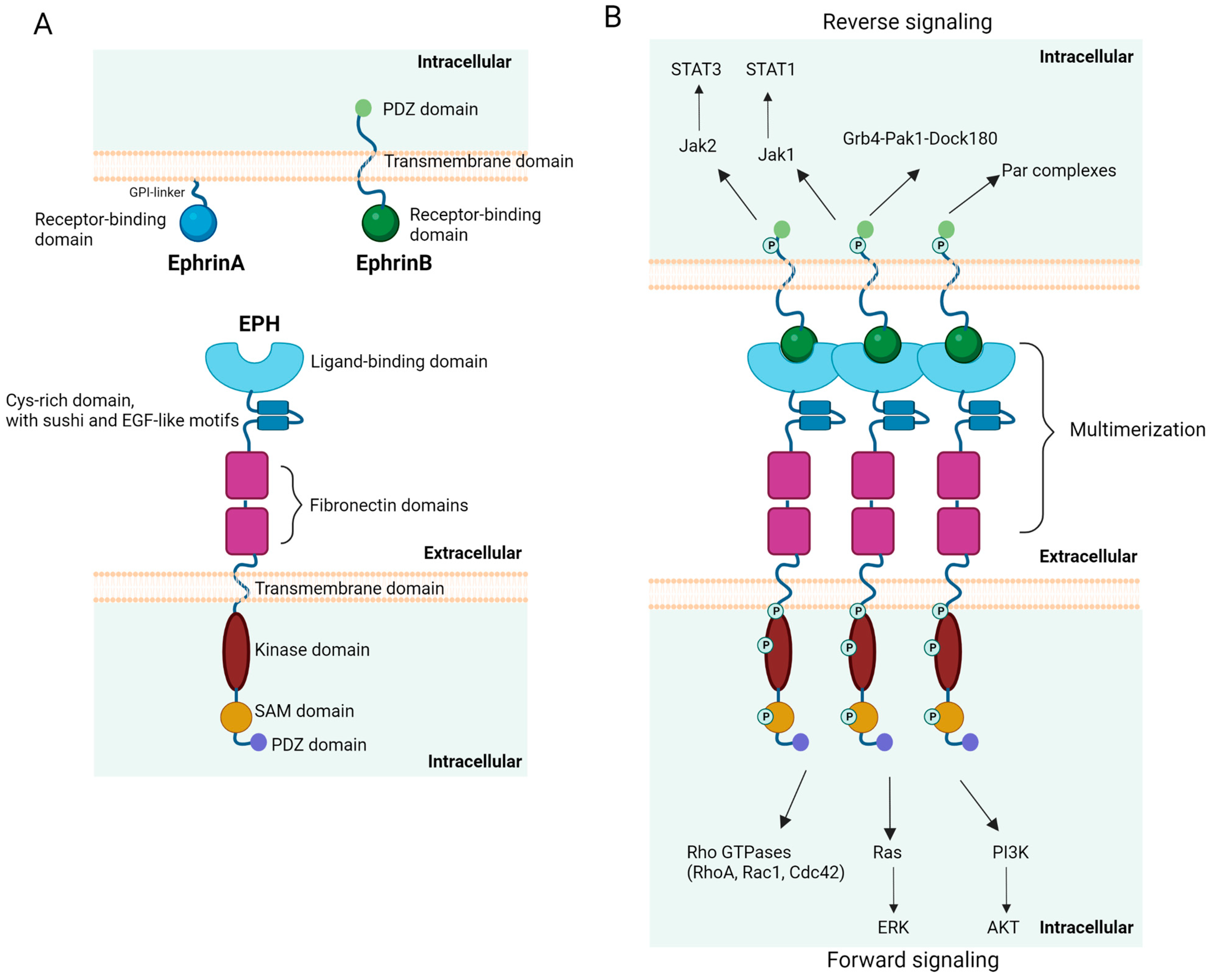 Cancers 15 03963 g001