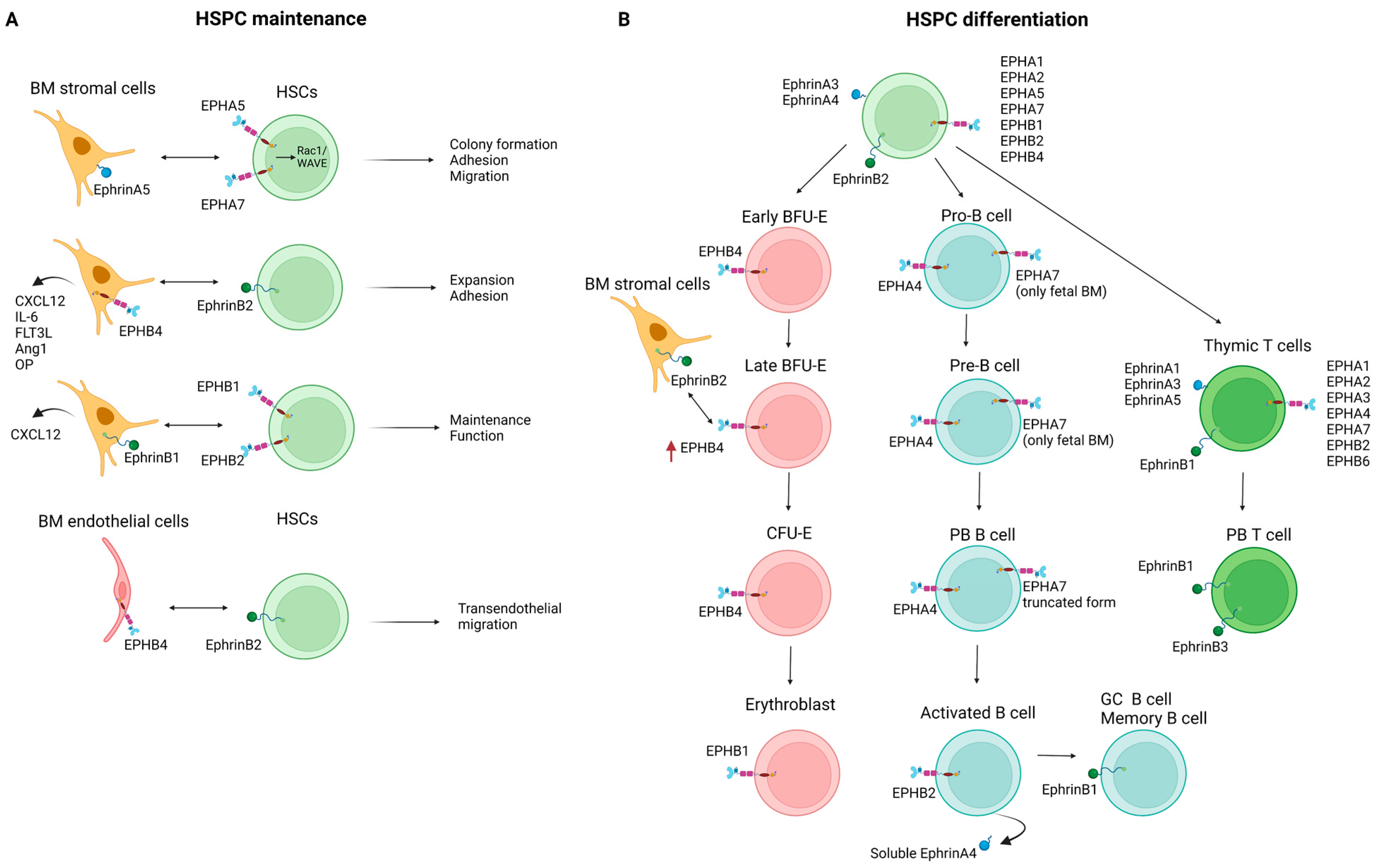 Cancers 15 03963 g002