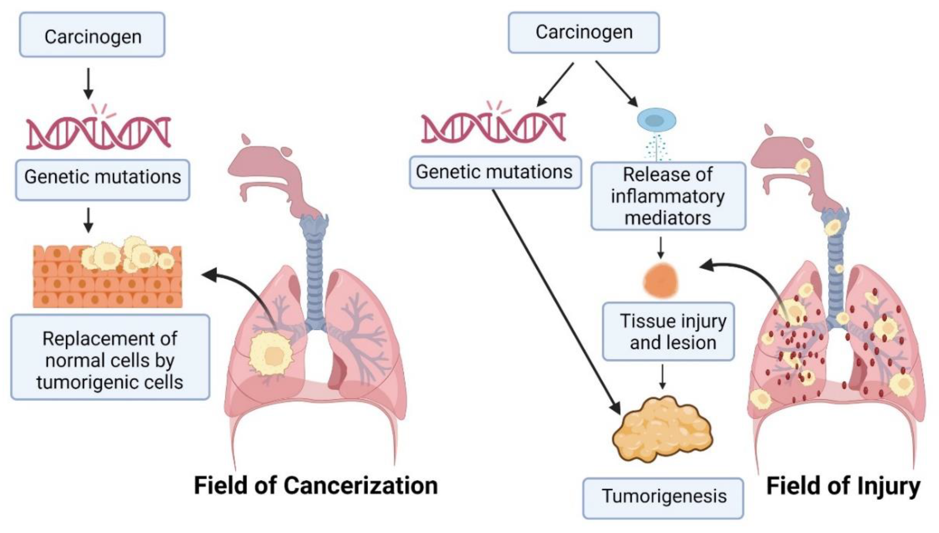 Cancers 15 03980 g002