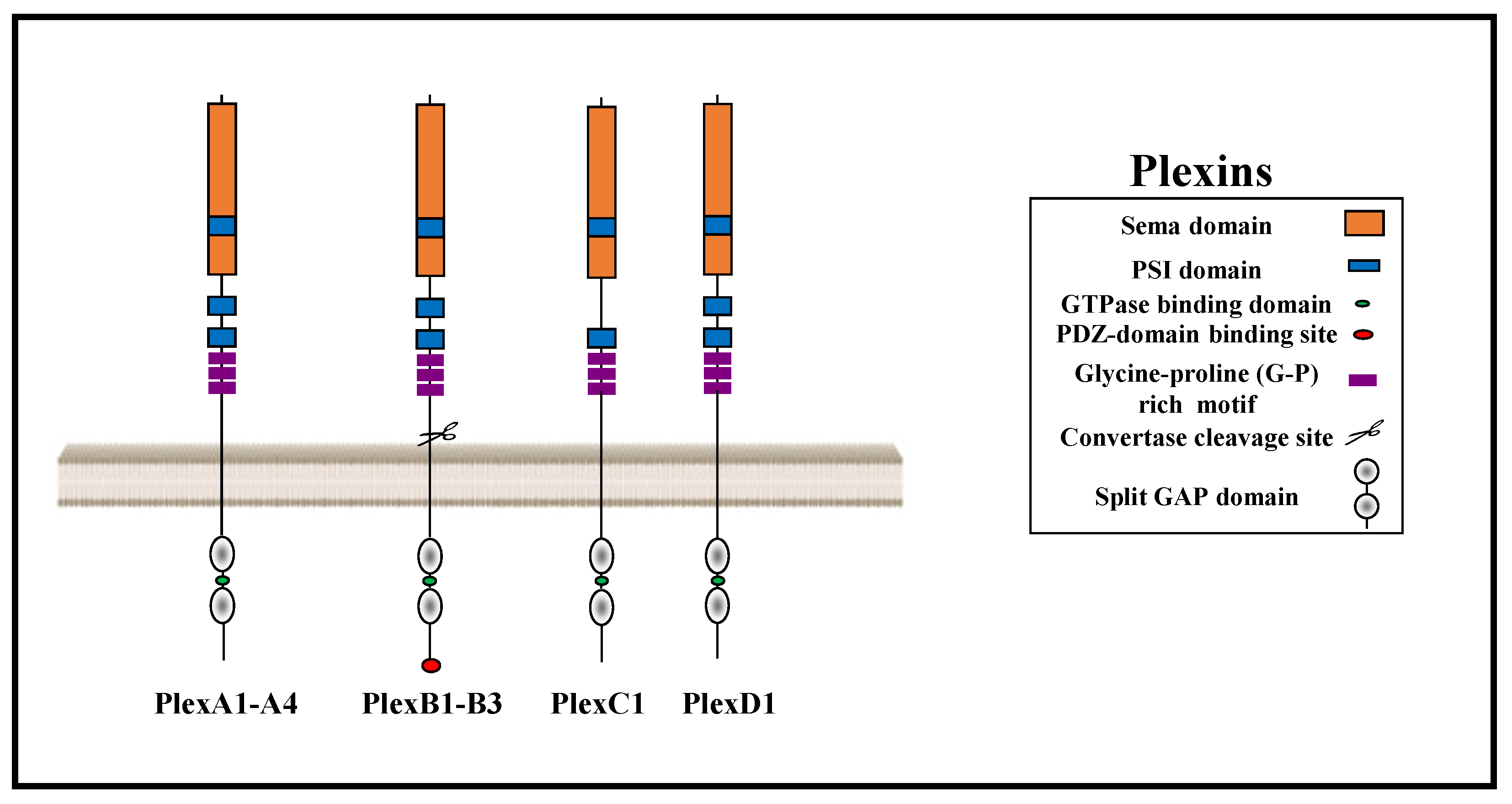 Cancers 15 04046 g001