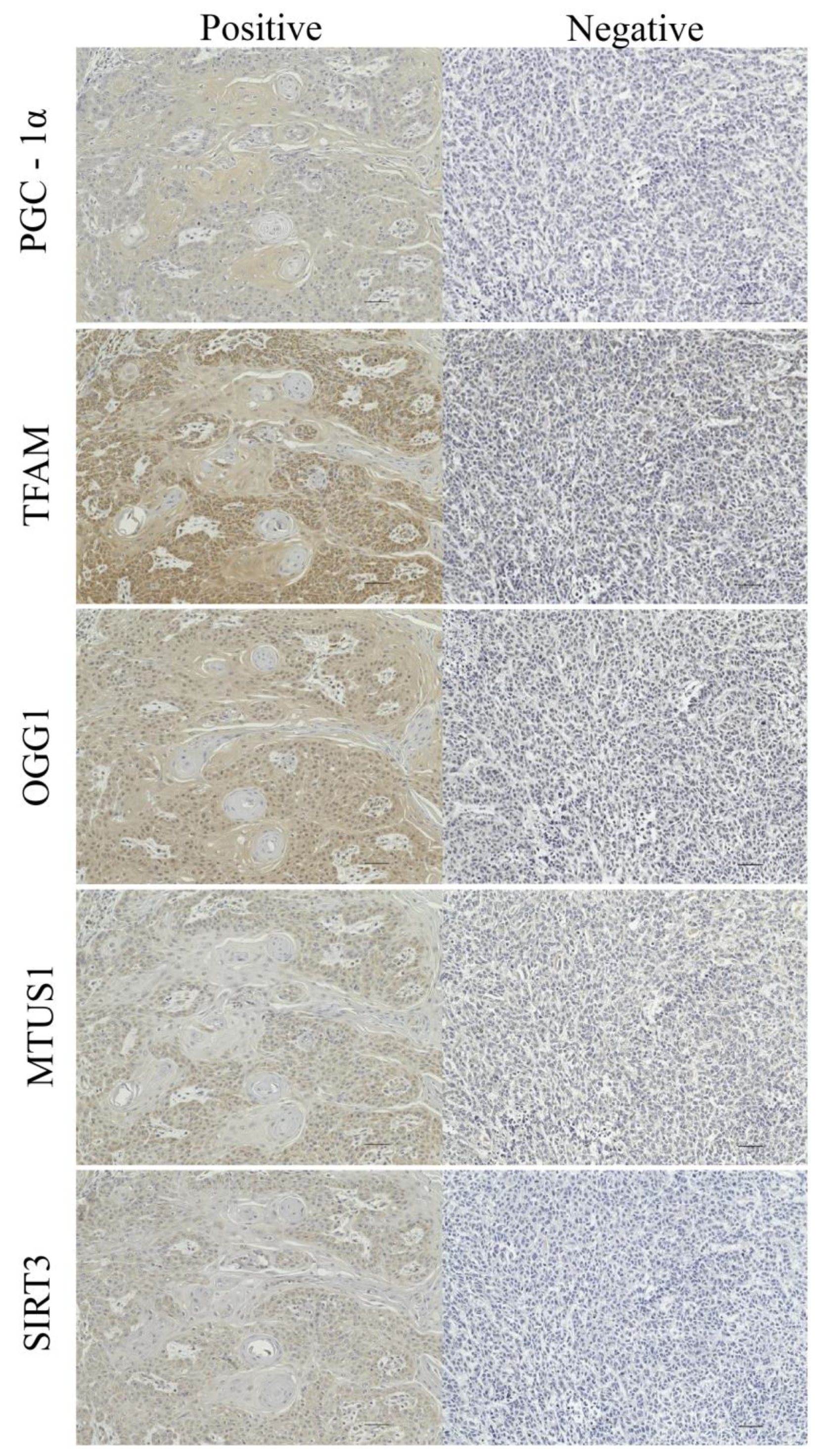 Cancers 15 04071 g001