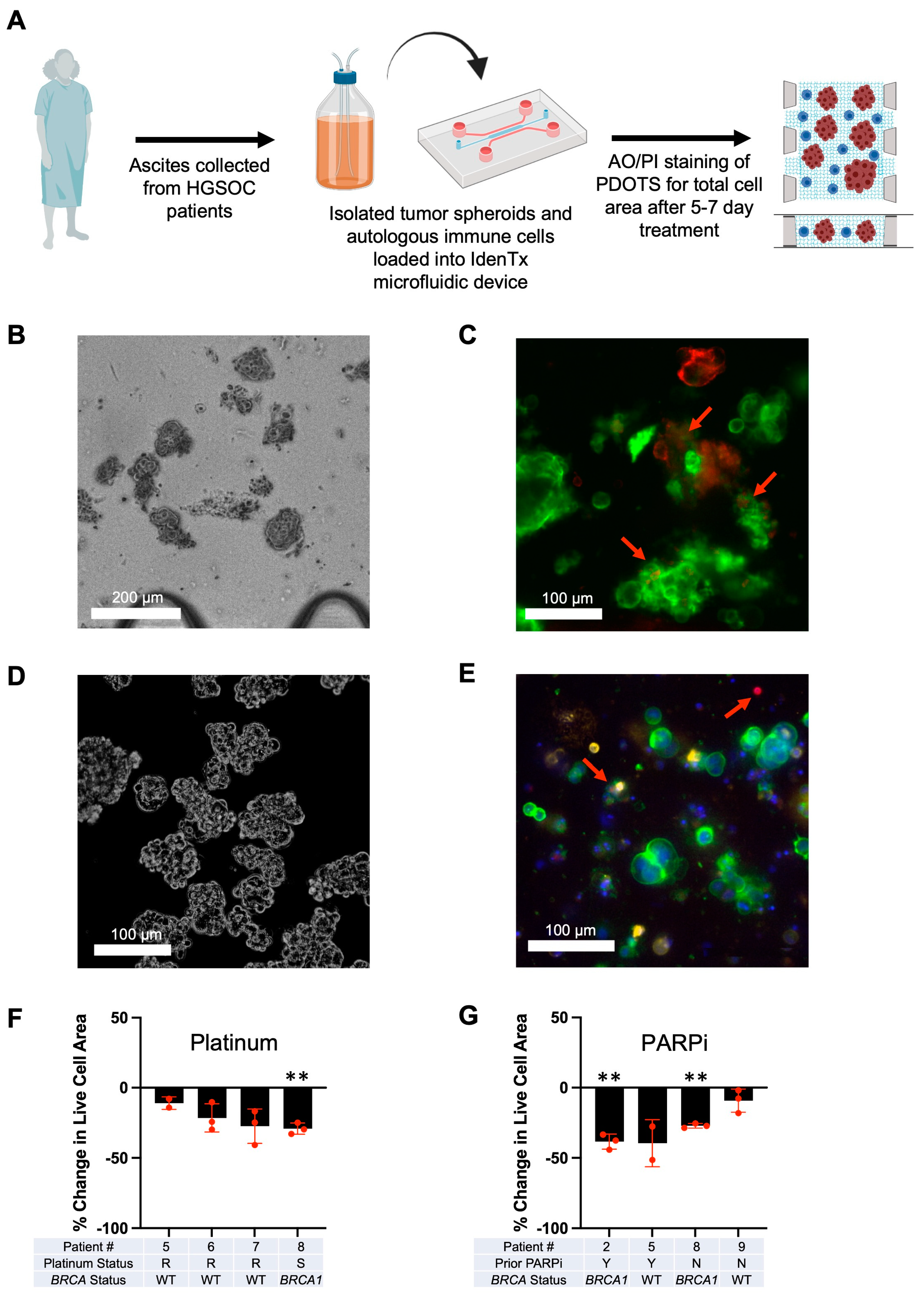 Cancers 15 04128 g003
