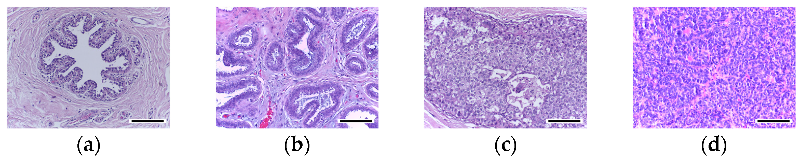 Cancers 15 04144 g002