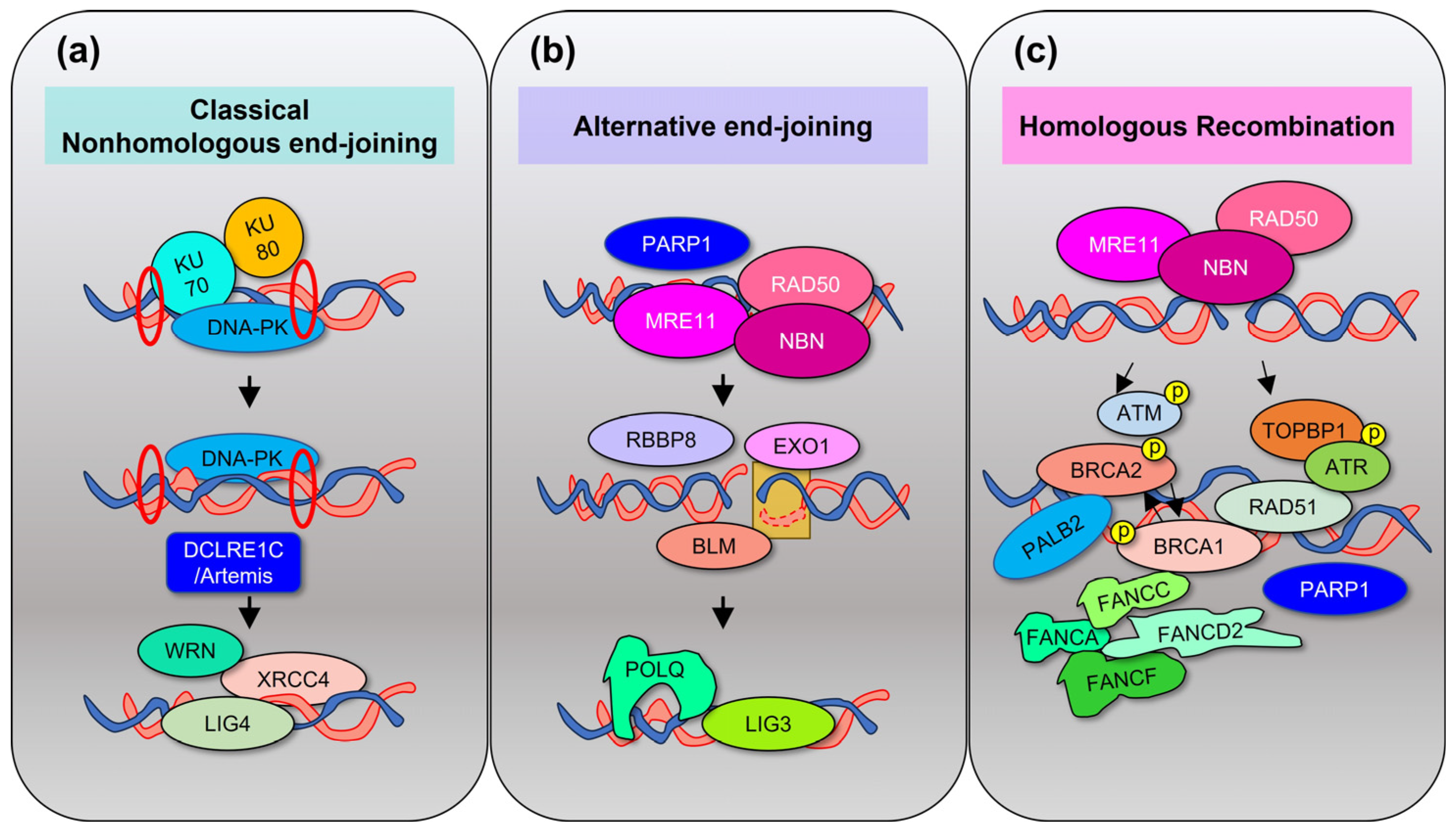 Cancers 15 04155 g004 Cancers 15 04155 g004