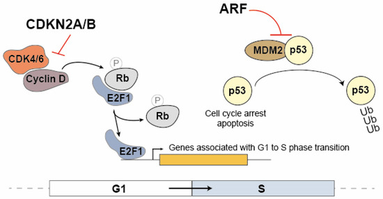 The Long Non-Coding RNA ANRIL in Cancers