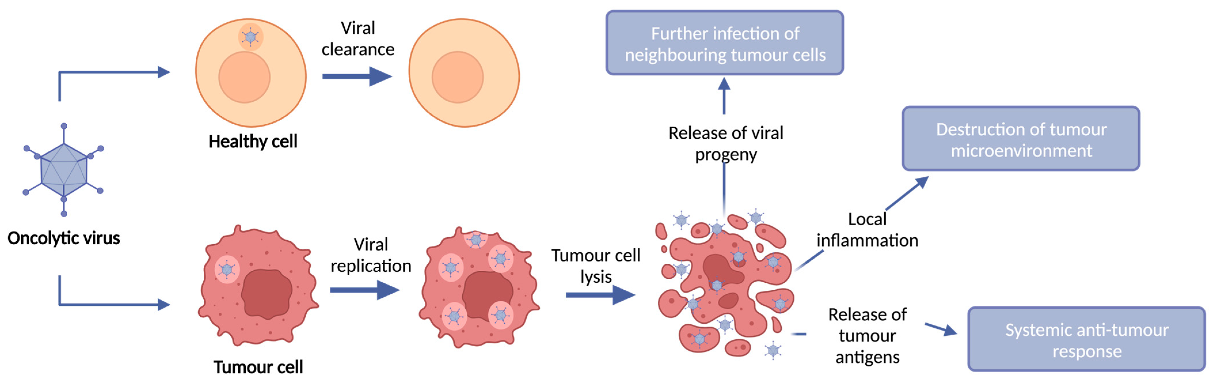 Cancers | Free Full-Text | Oncolytic Viruses and Immune Checkpoint Inhibitors: The &ldquo;Hot&rdquo; New Power Couple