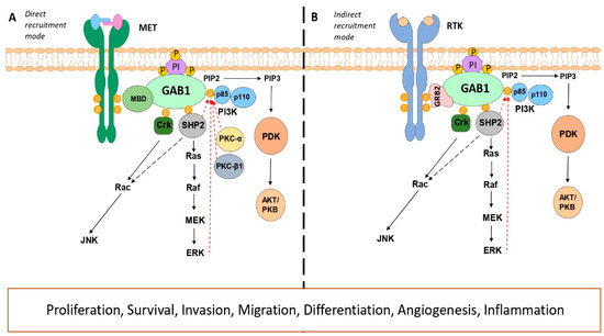 The Role of GAB1 in Cancer