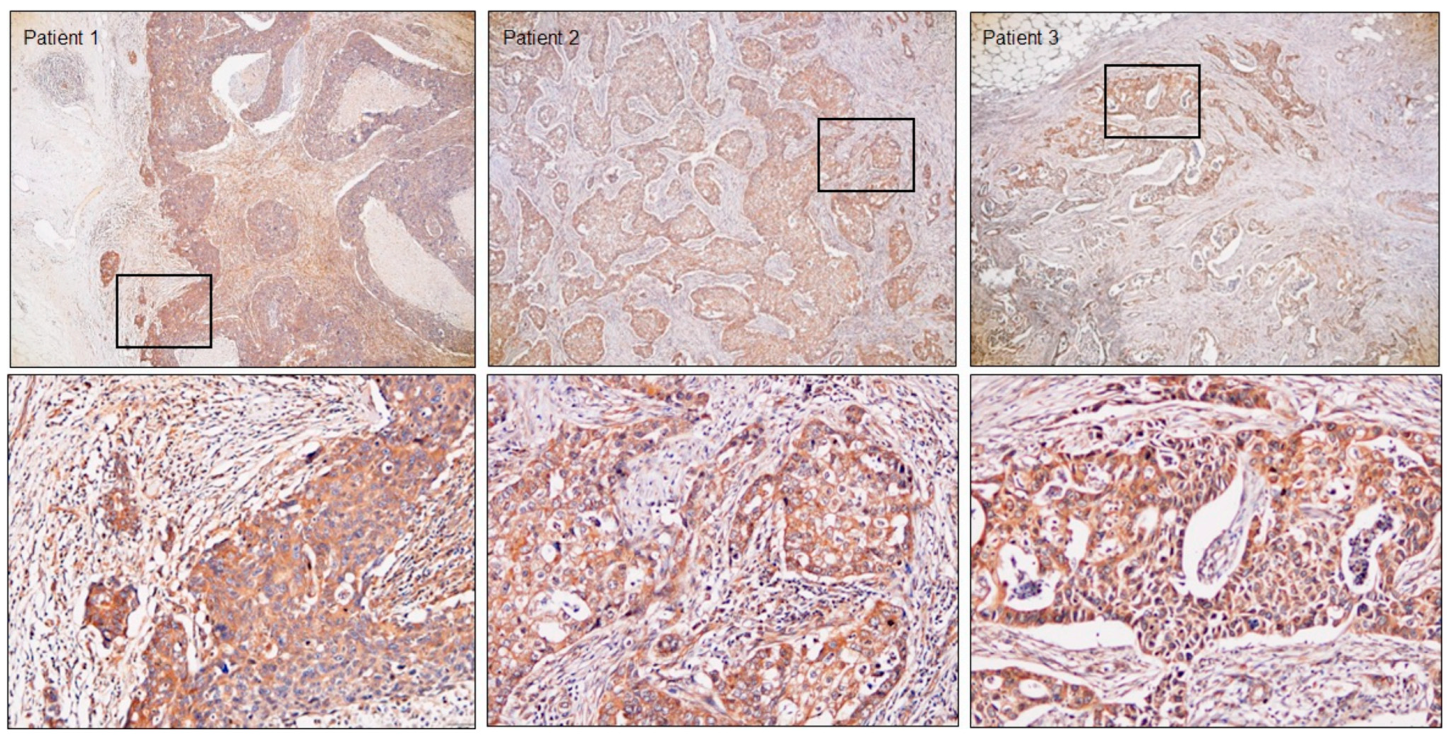 Cancers 15 04189 g006