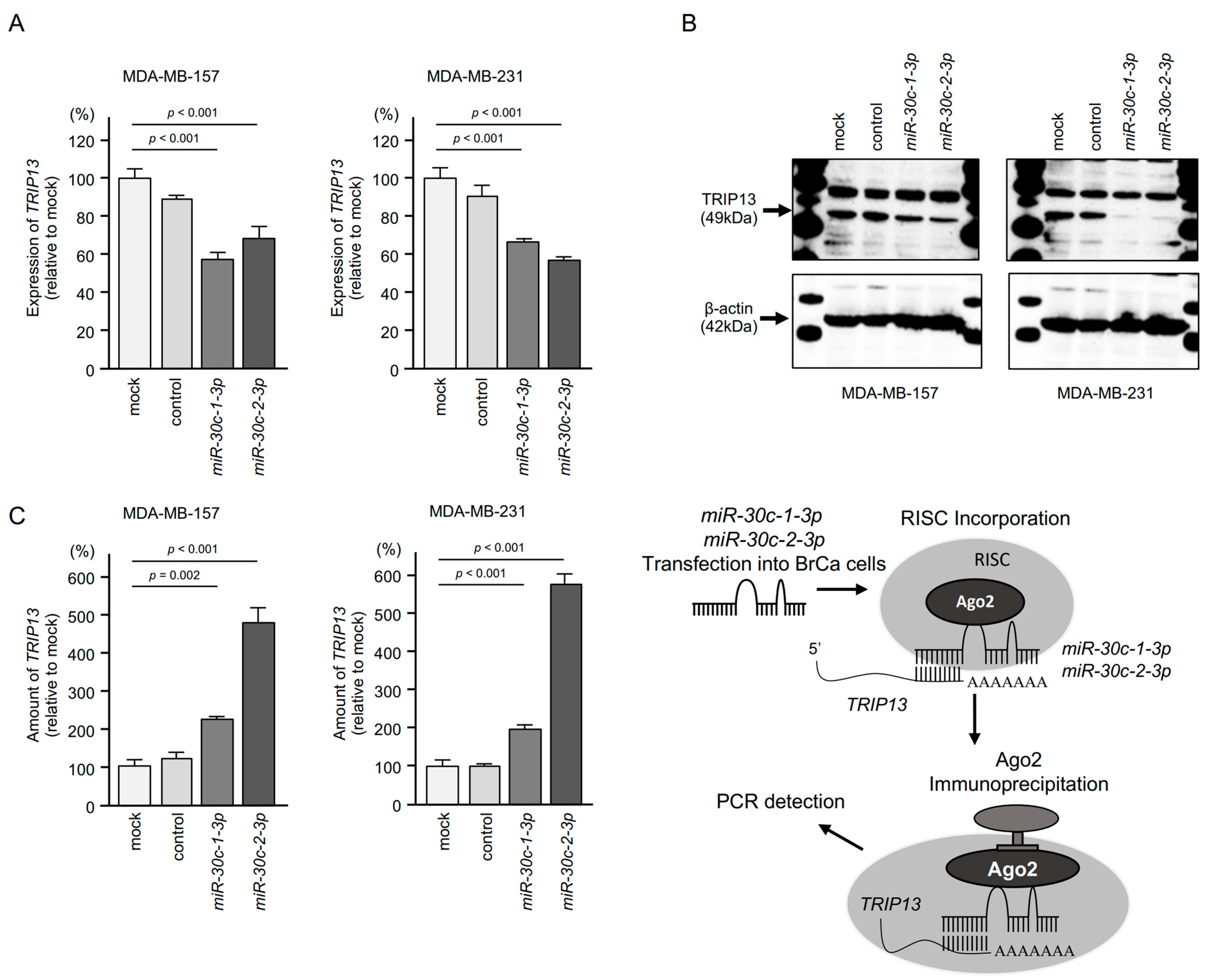 Cancers 15 04189 g008