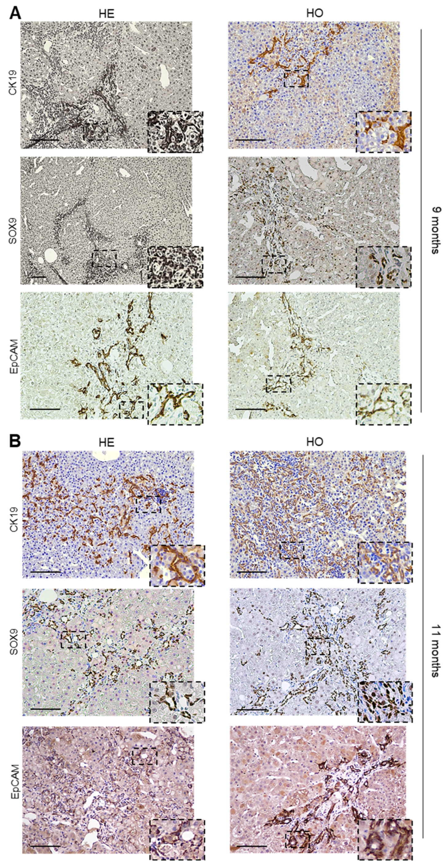 Cancers 15 04193 g005 Cancers 15 04193 g005