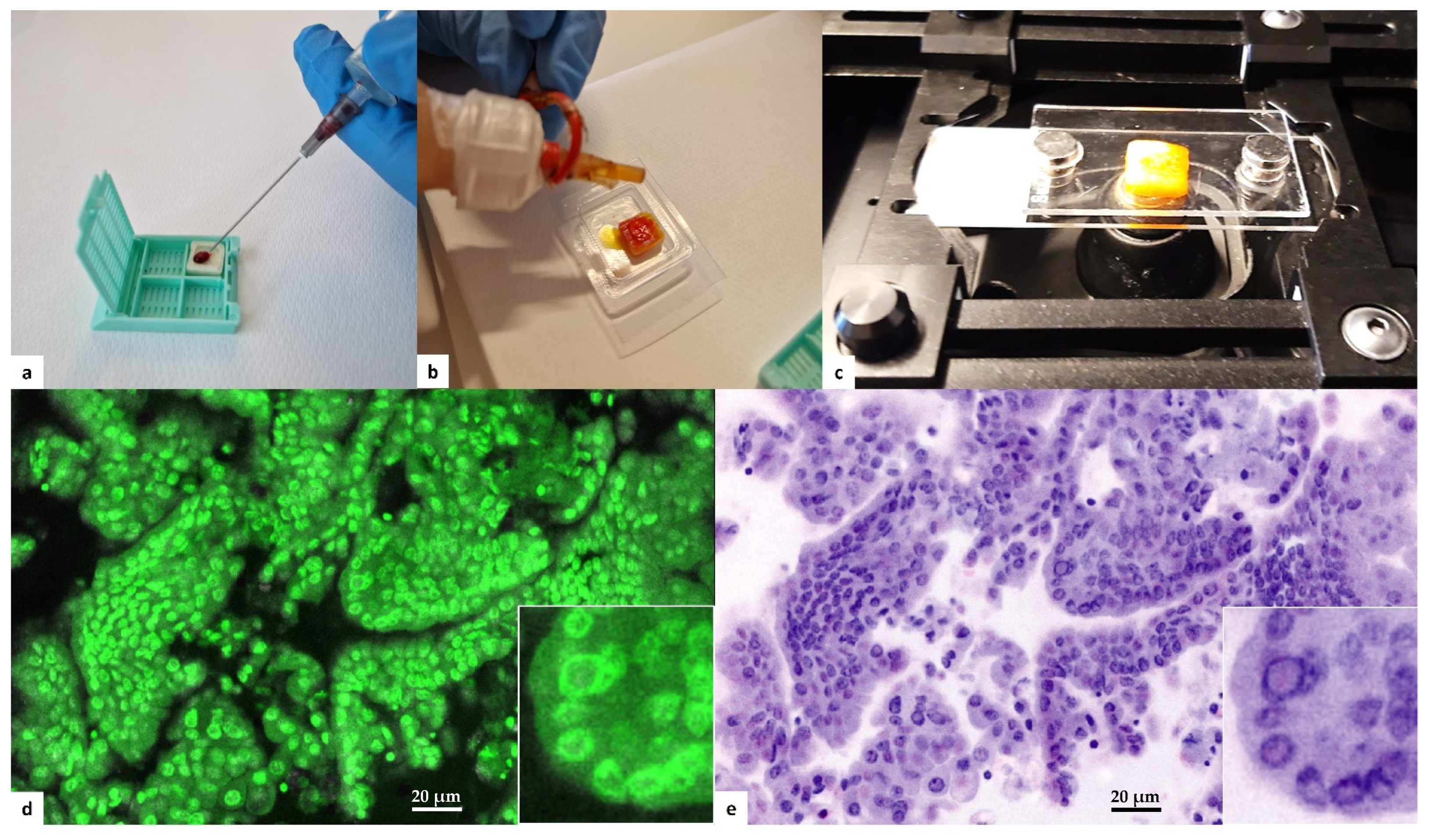 Cancers 15 04215 g001