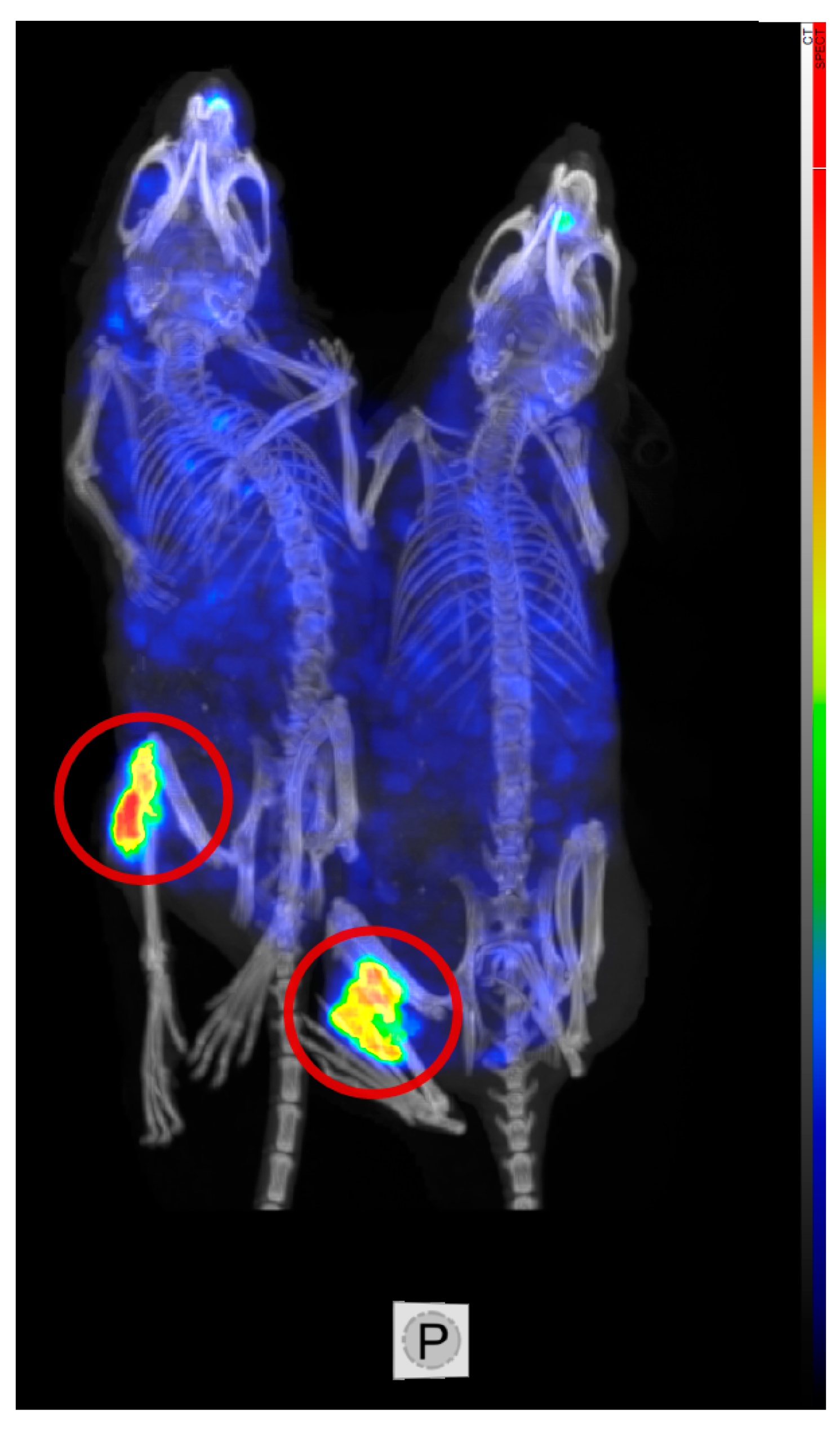 Cancers 15 04239 g003 Cancers 15 04239 g003