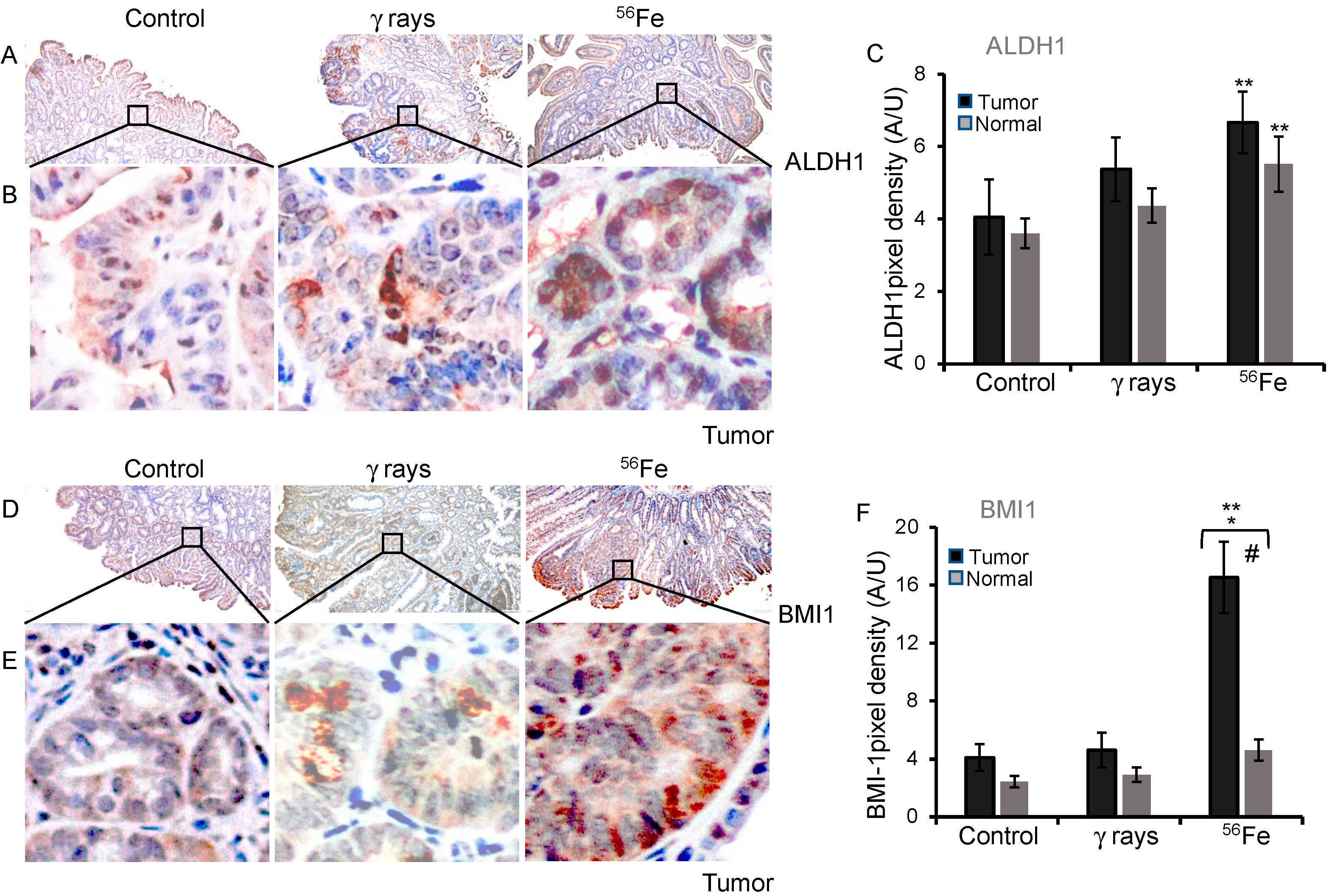 Cancers 15 04240 g004 Cancers 15 04240 g004