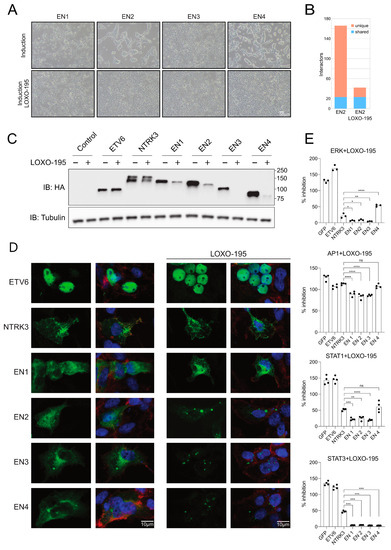 TKS Mサイズ Emerging two dimensional metastable‐phase oxides: insights