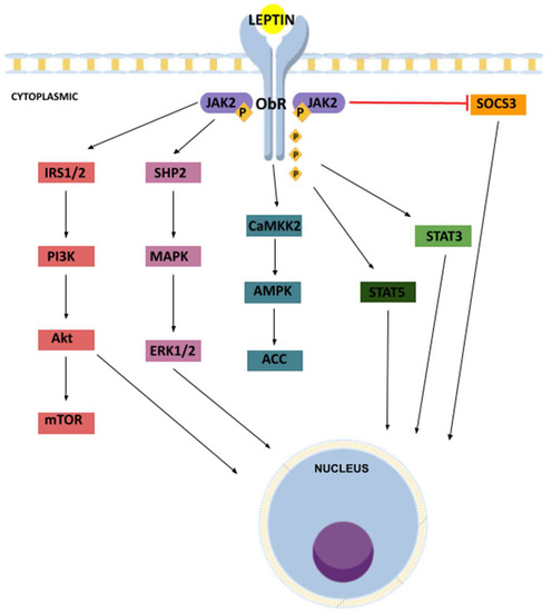 Role of Leptin and Adiponectin in Carcinogenesis