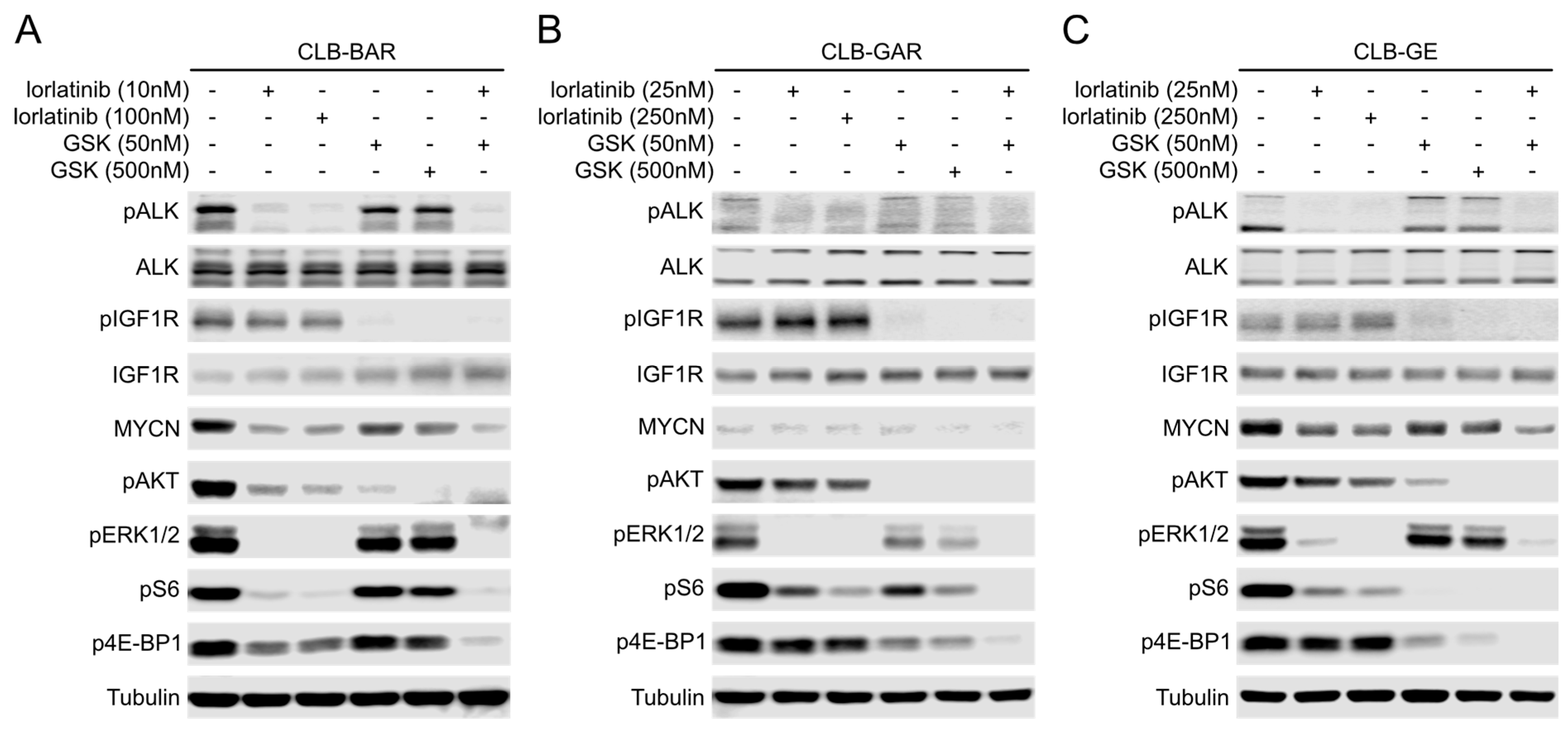 Cancers 15 04252 g005