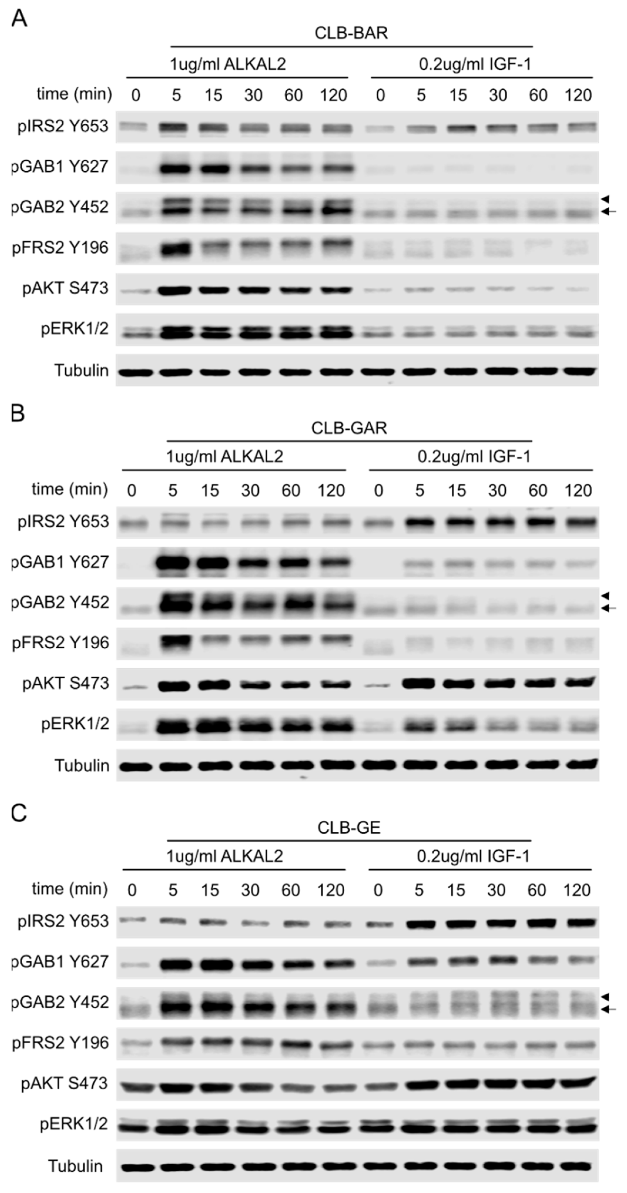 Cancers 15 04252 g006