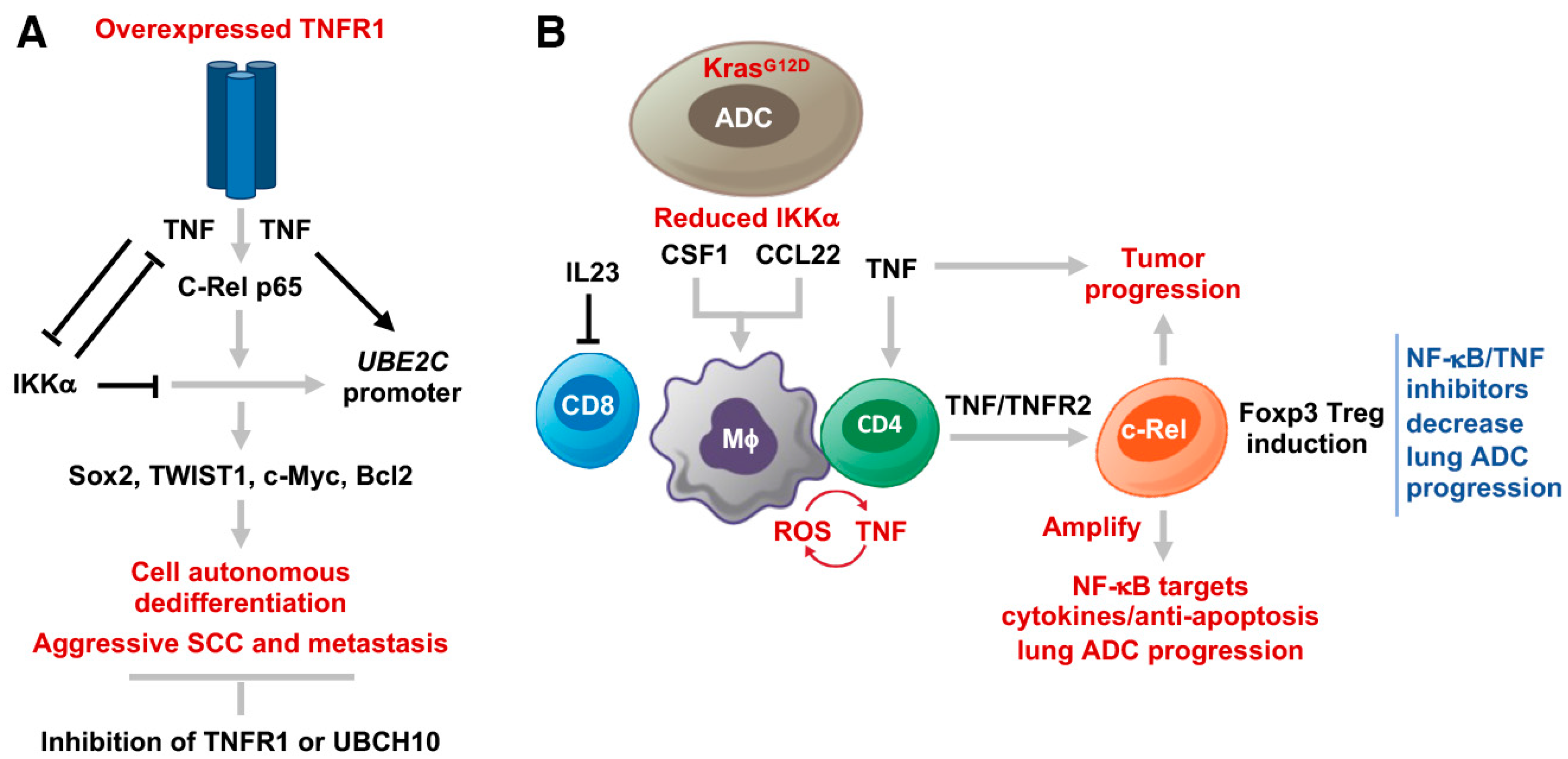Cancers 15 04299 g004