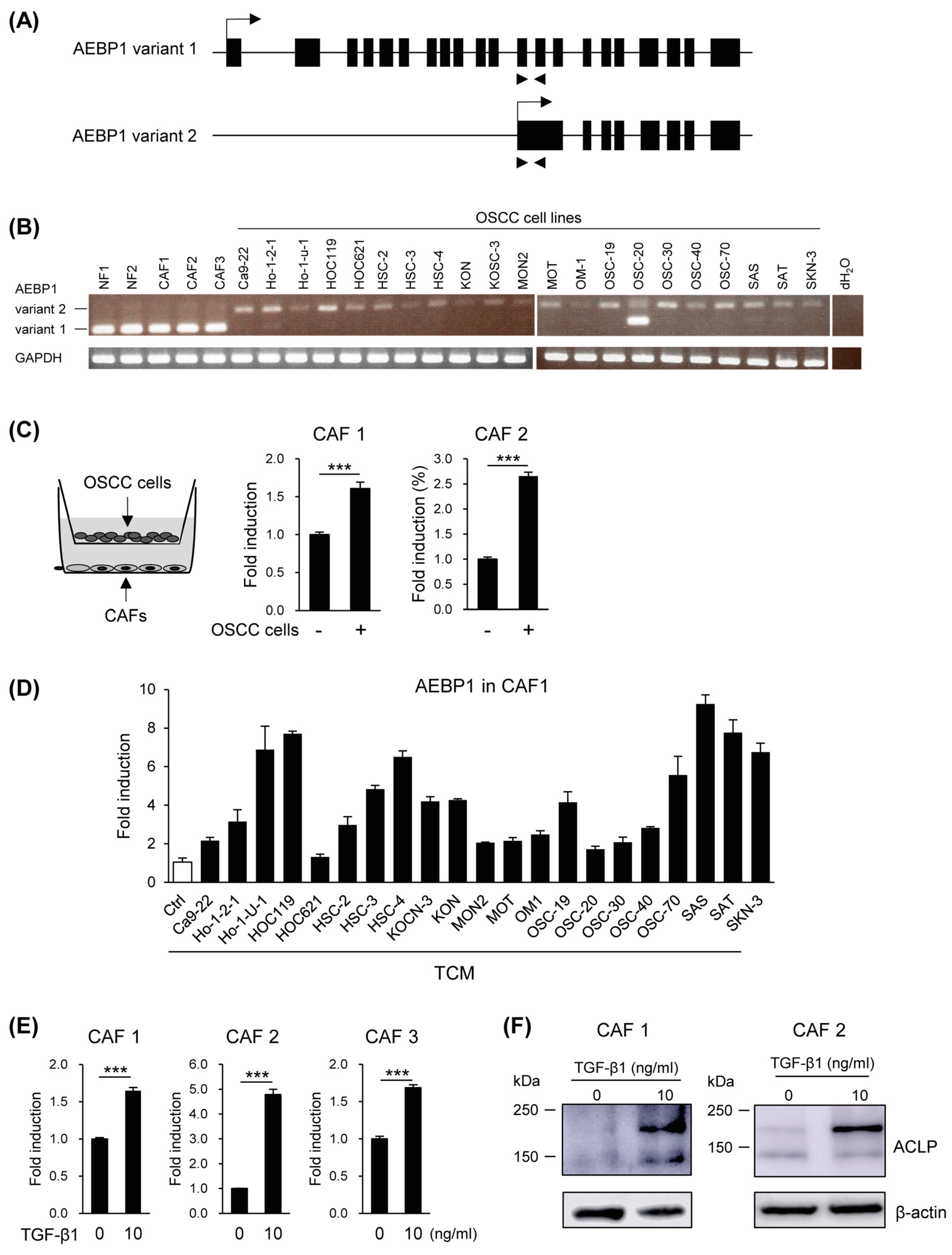 Cancers 15 04303 g002