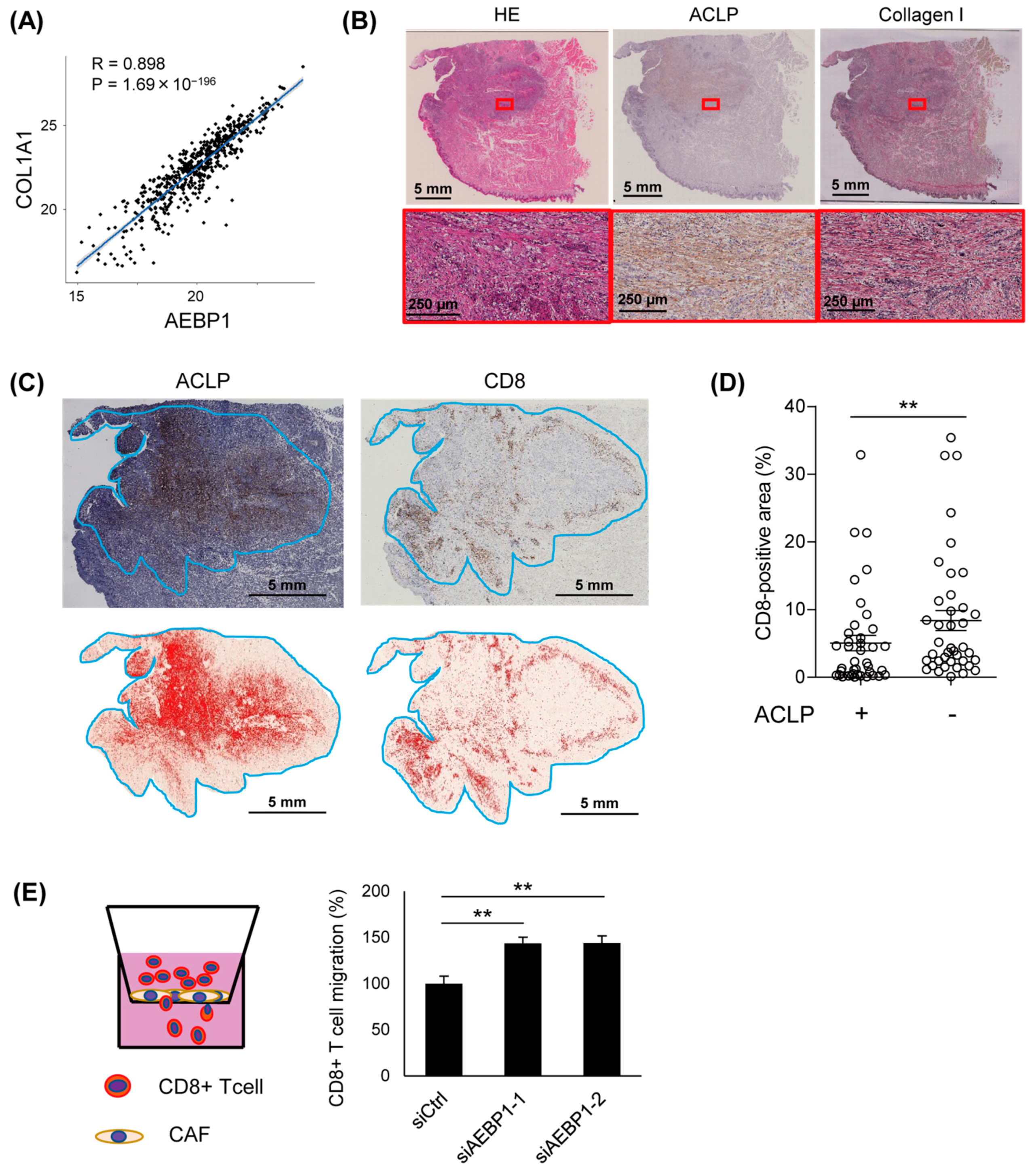 Cancers 15 04303 g006